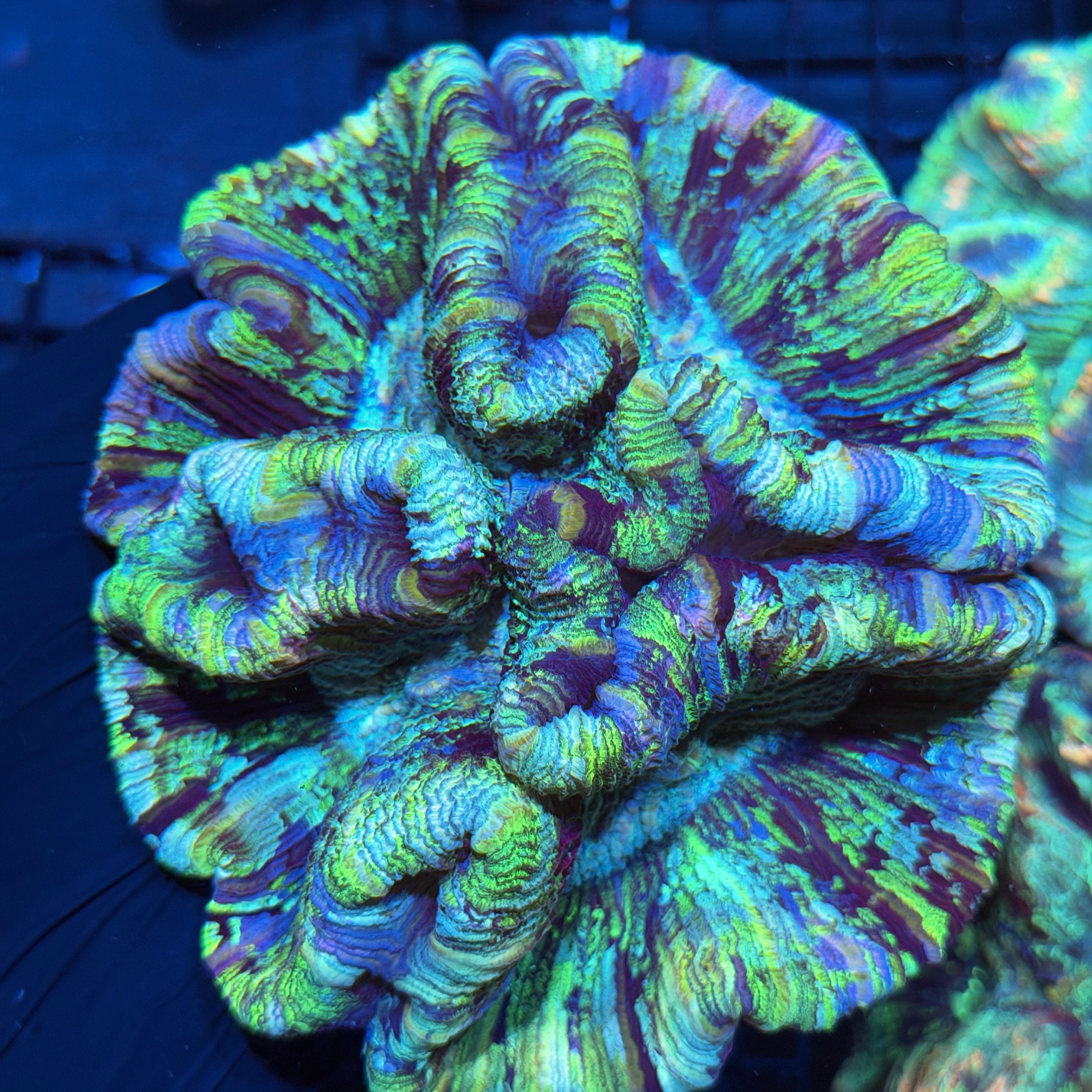 Blue Rainbow Trachyphyllia Meat Coral XXL 6/3