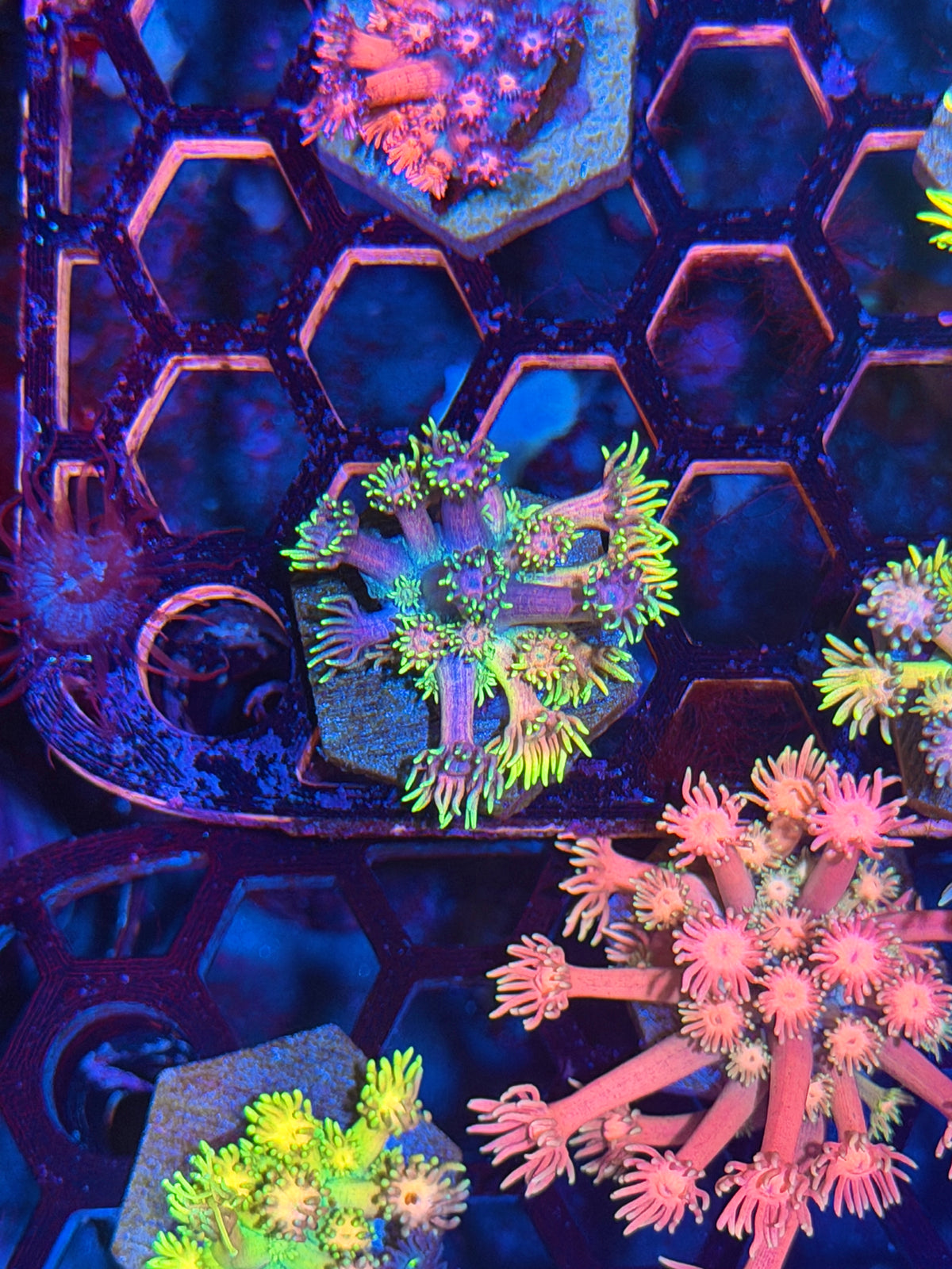 JEA Rainbow Belts Goniopora Coral 9/28