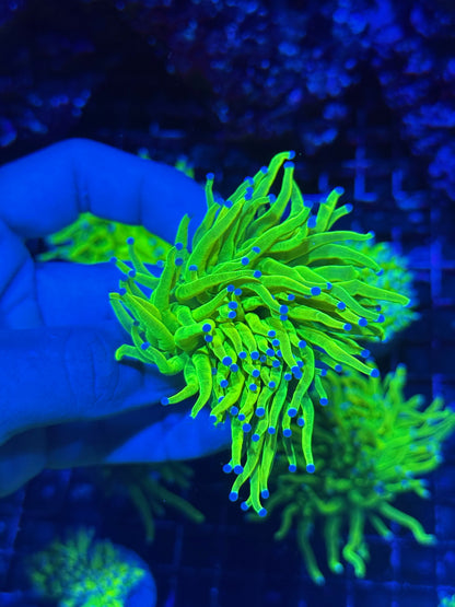 Jay's Exotic Coral Auctions