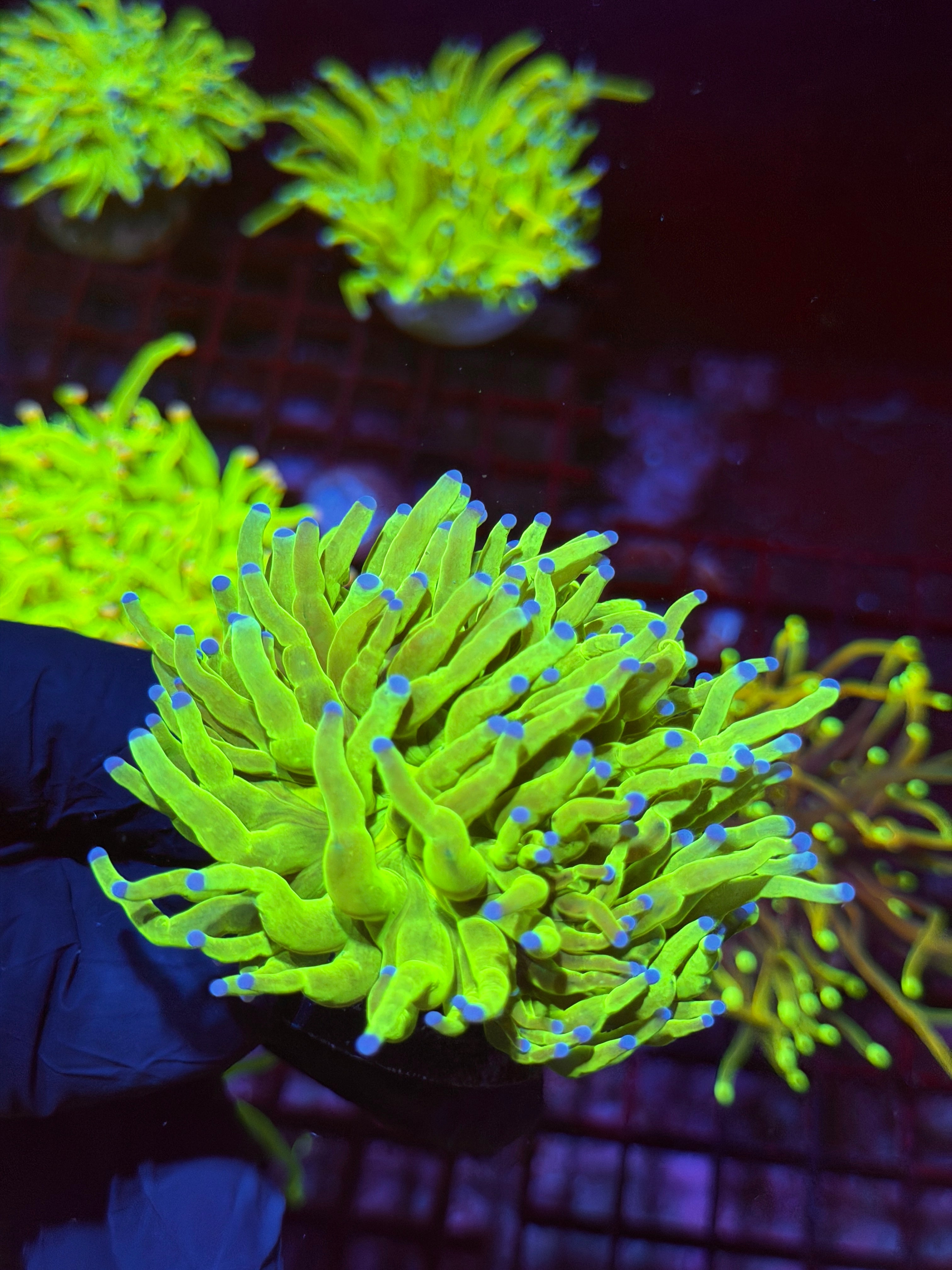 JEA Holy Grail Torch Coral 1 XL Head Splitting 9/6