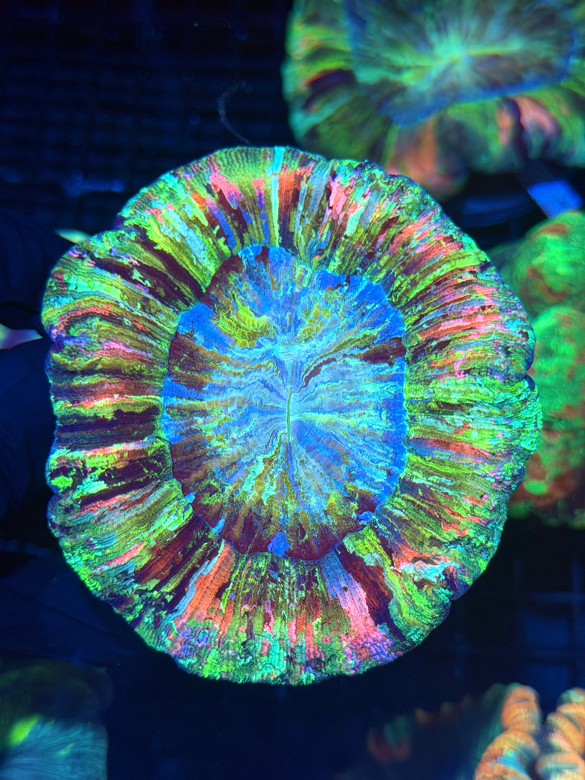 Insane Pink / Rainbow Wellsophyllia Meat Coral XL Show Piece 9/28