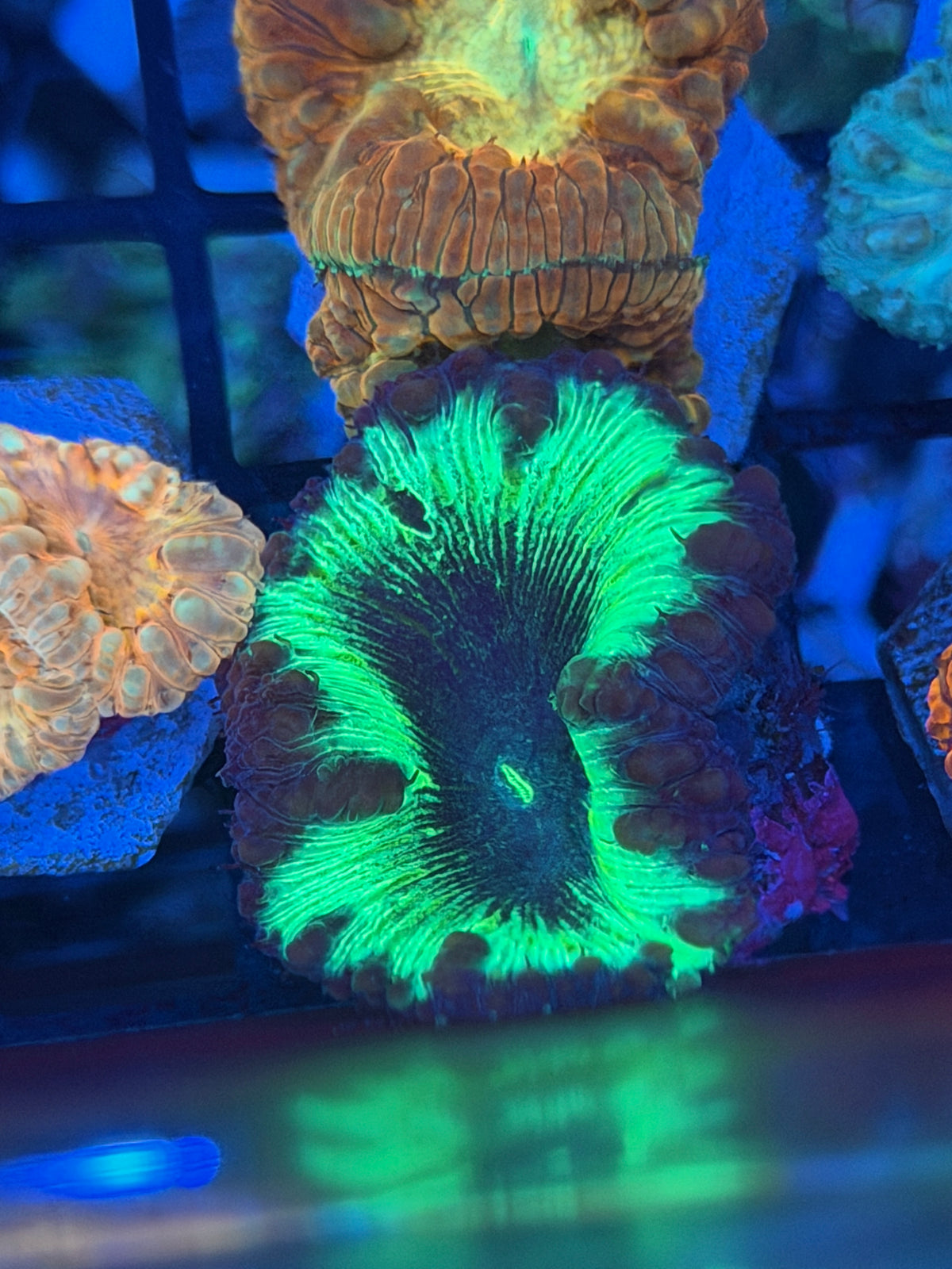 JEA Dark Matter Blastomussa Coral 1 XXL Head 9/27