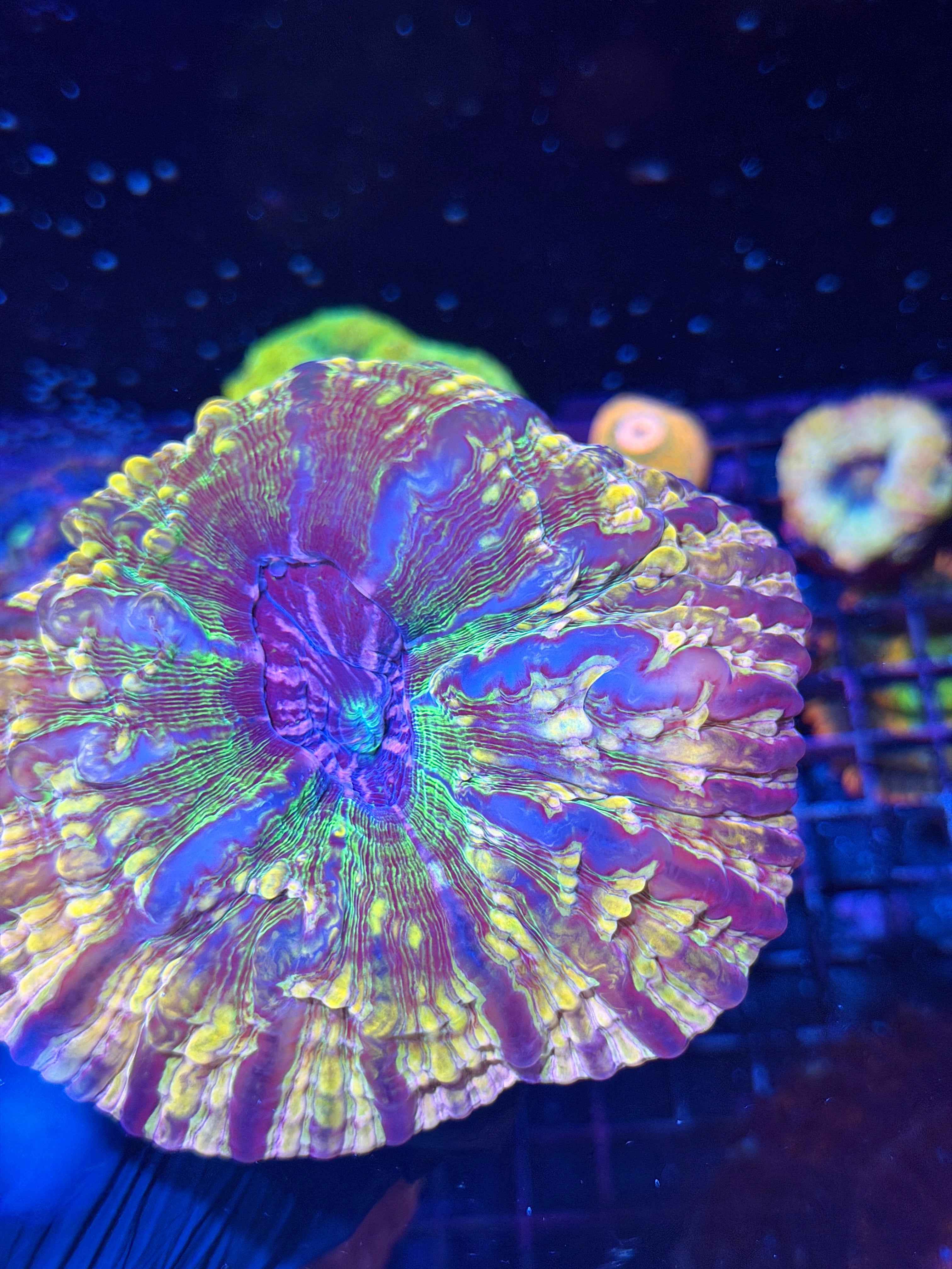 Unique Indophyllia Meat Coral Show Piece