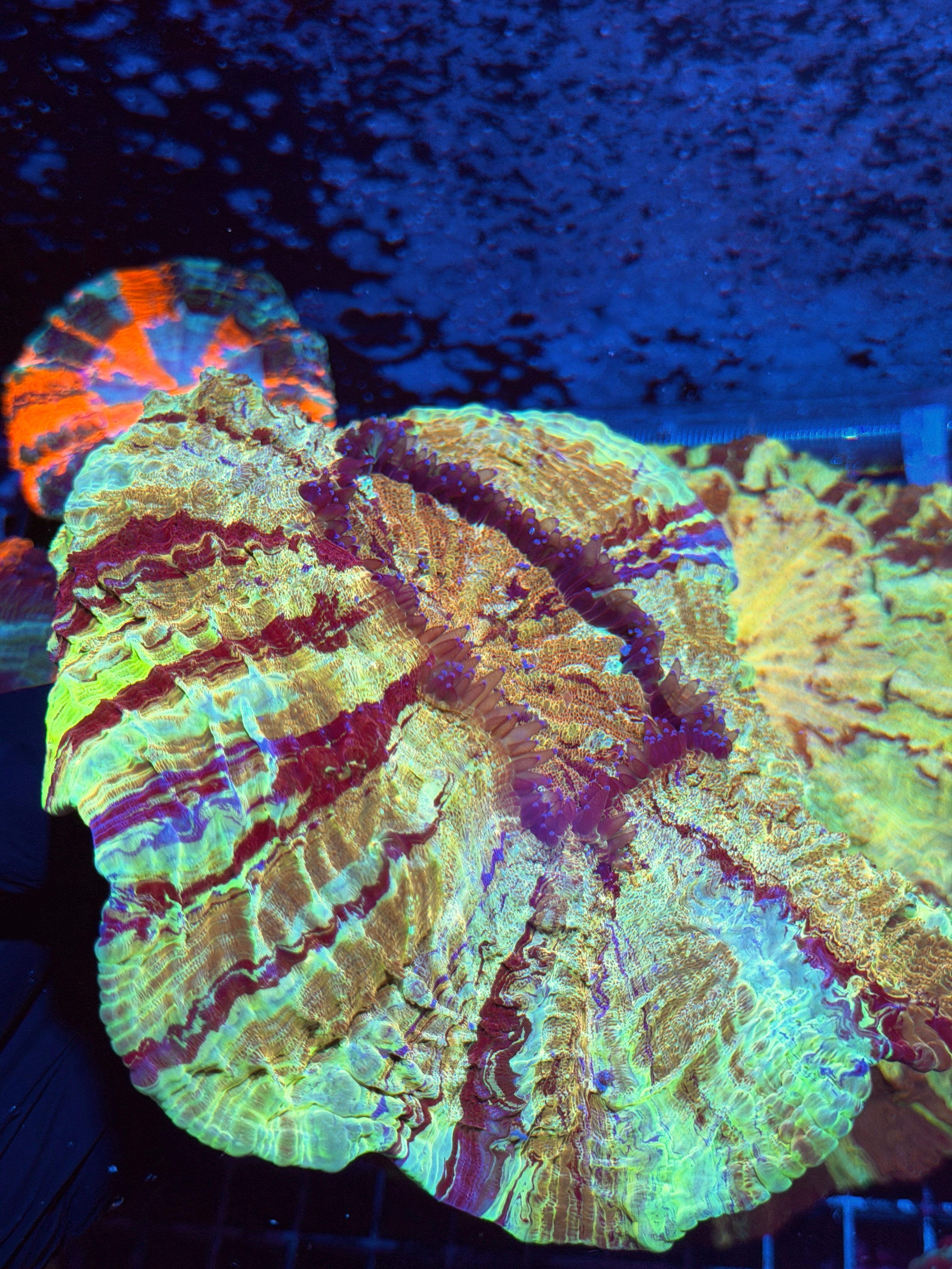 Insane Yellow/Gold / Red / Green Acanthophyllia Meat Coral XL 6/4