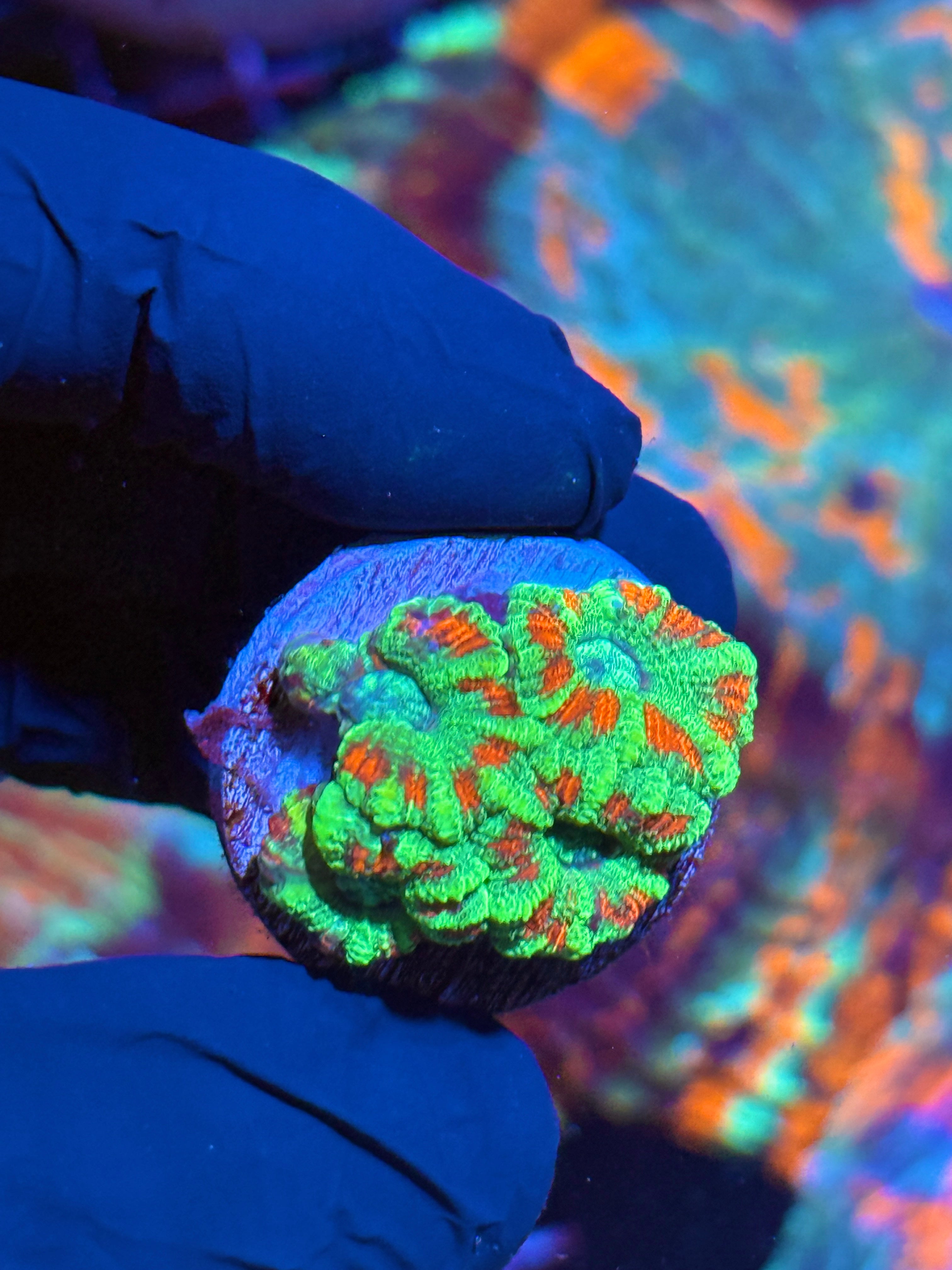 JEA Watermelon Splash Asian Acans 4 XL Heads