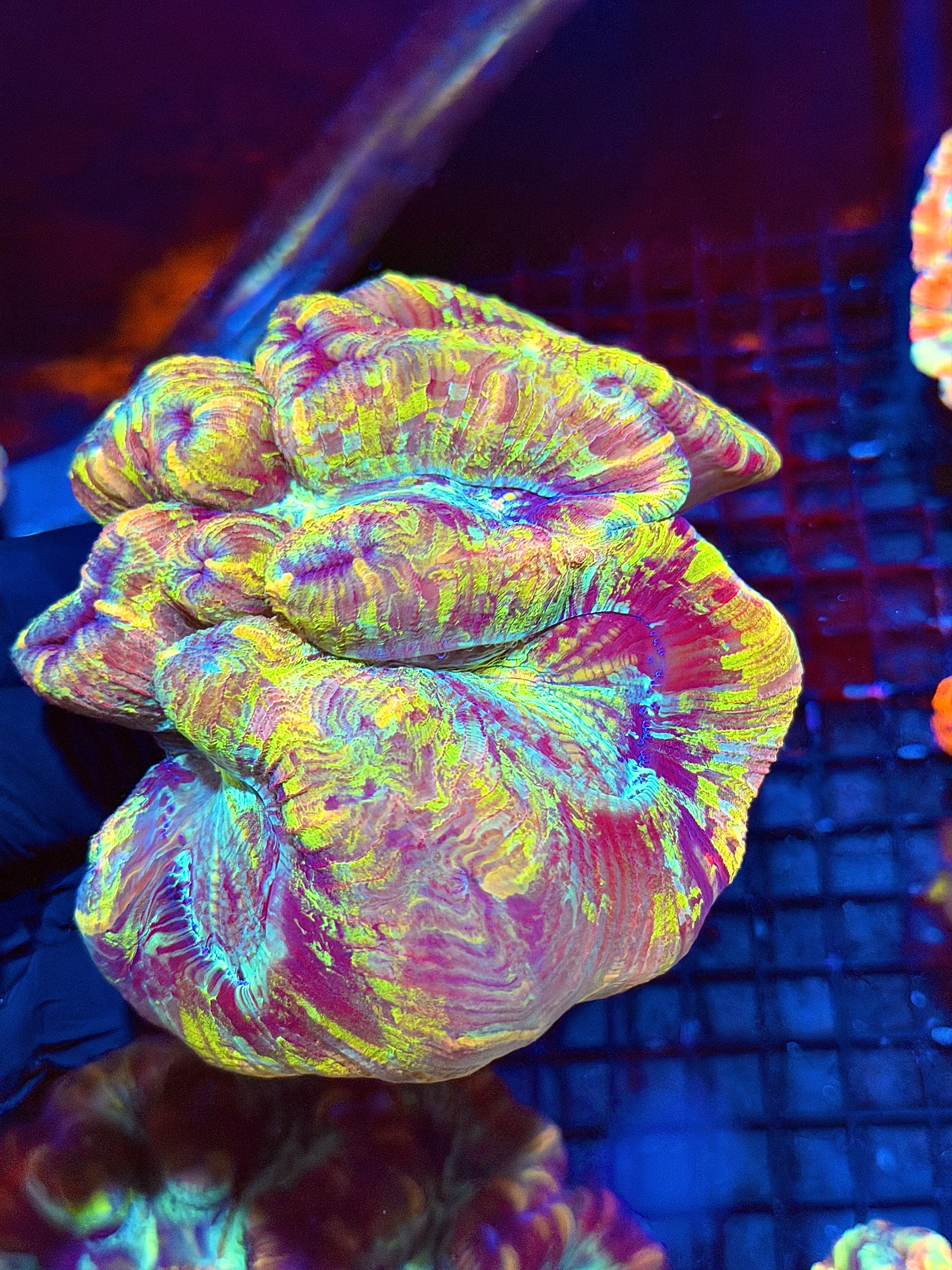 Rainbow Tie Dye Trachyphyllia Meat Coral XXL Show Piece
