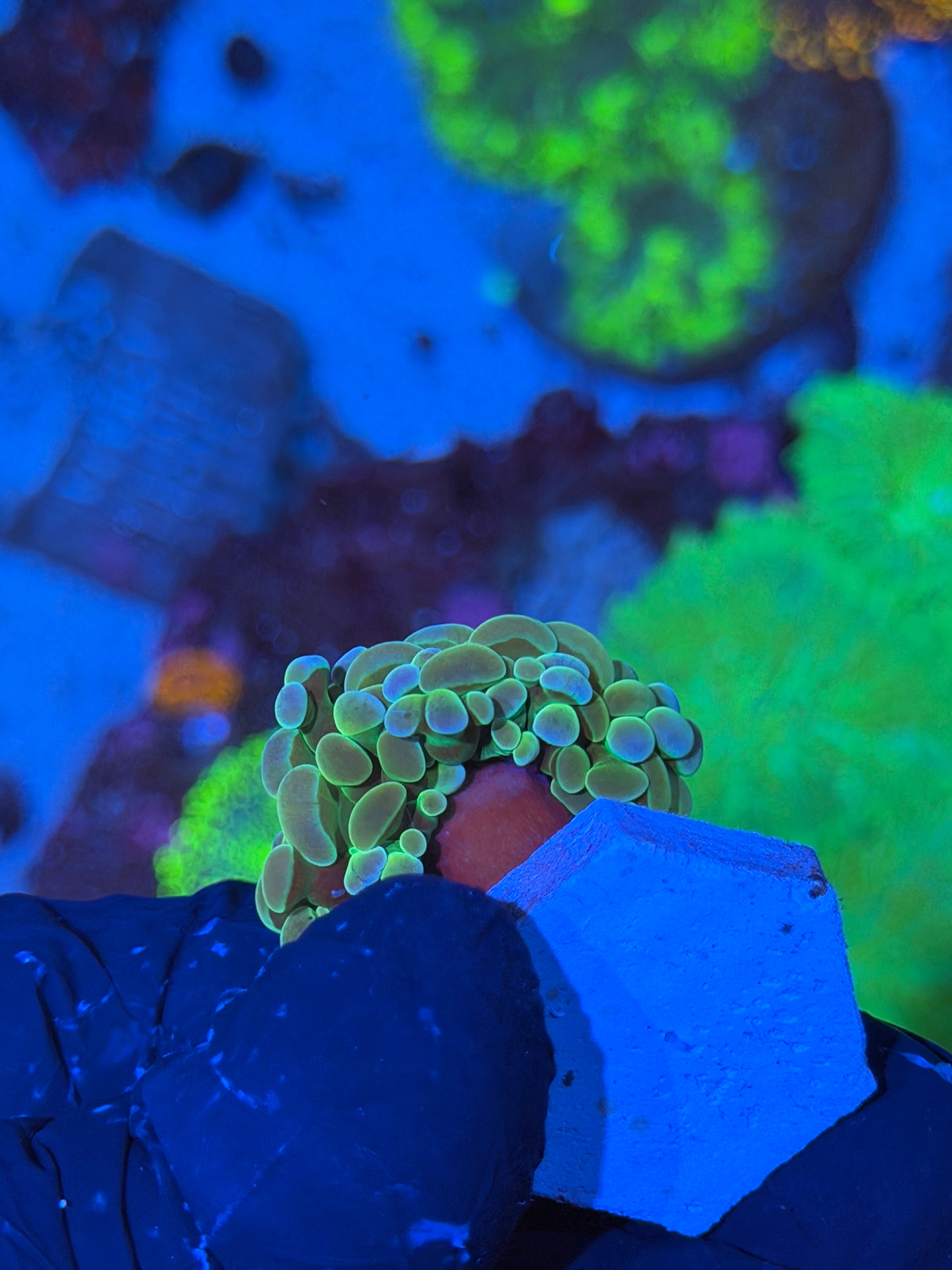 JEA Raygun Hammer Coral 1 XL Head