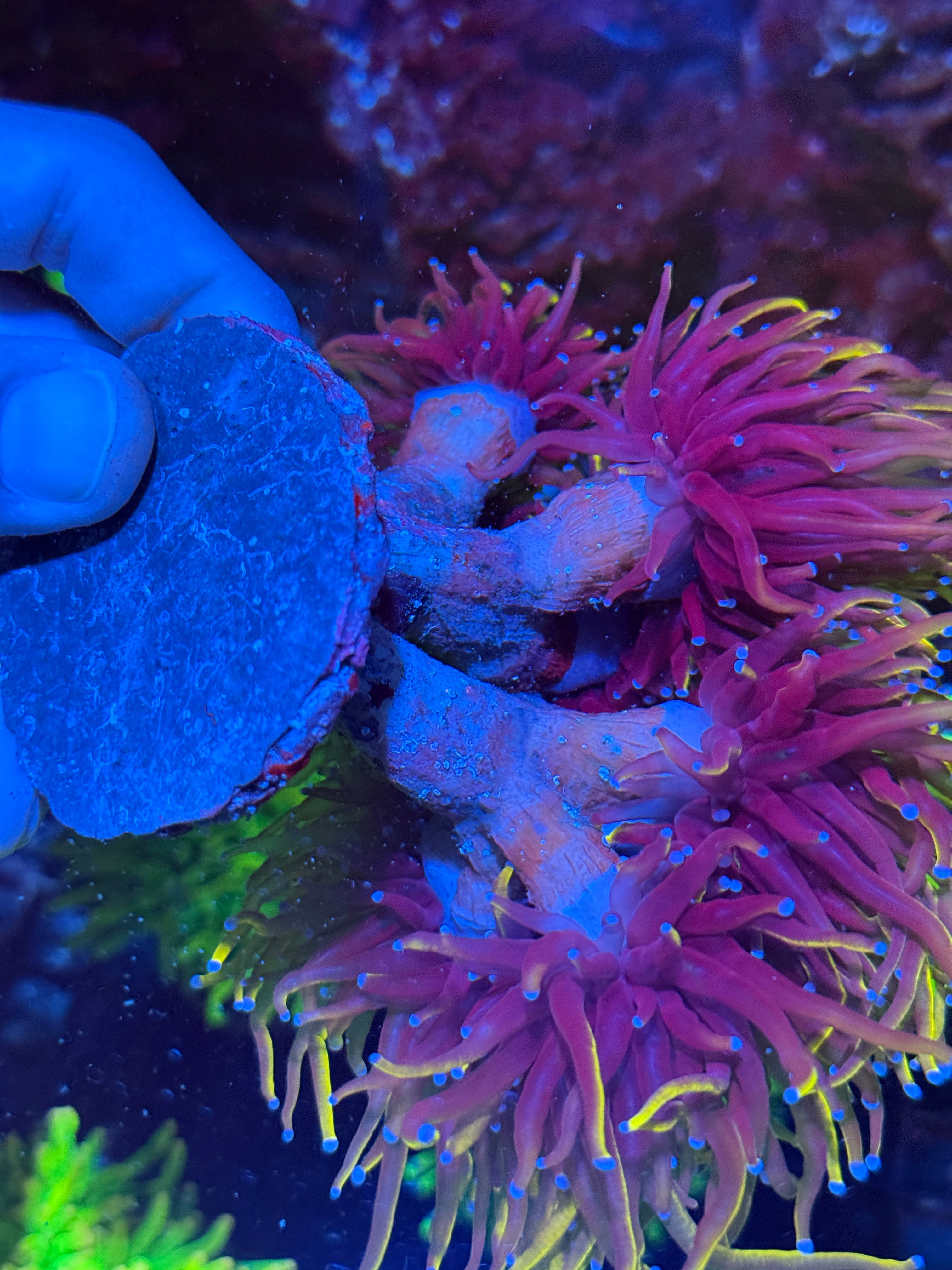JEA Orange Peel Torch Coral  Colony 8+ XL Heads 10/12