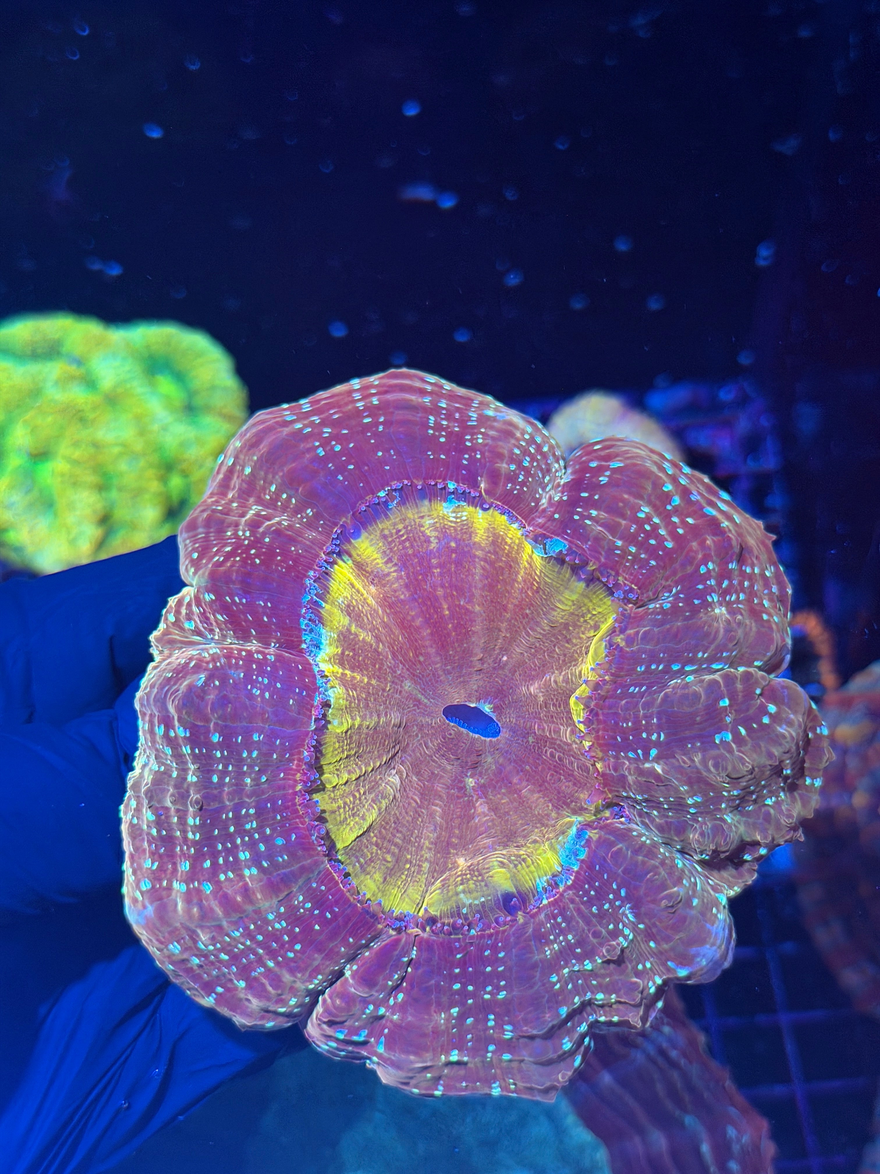 Gold Glitter Acanthophyllia Meat Coral
