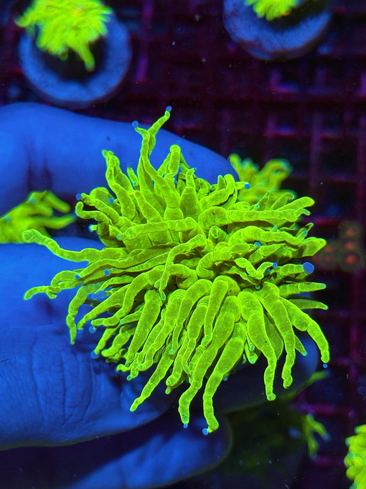 JEA Holy Grail Torch Coral 1 XXL Head 10/20