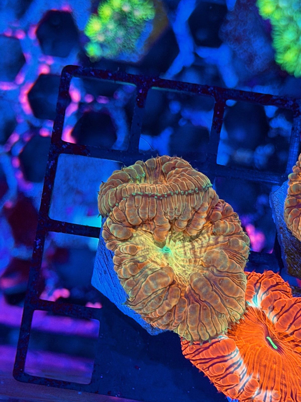 JEA Big Bang Blastomussa Coral 2 Heads
