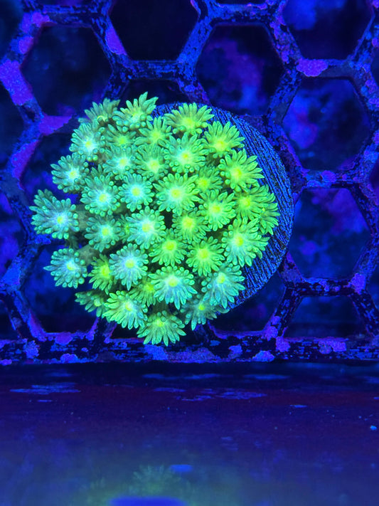 JEA Lemon Drop Goniopora Coral