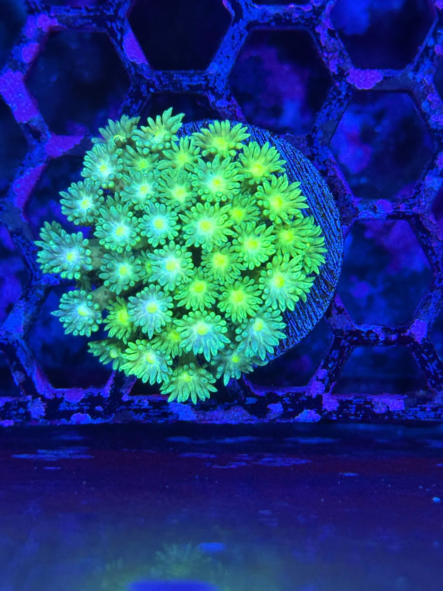 Jay's Exotic Coral Auctions