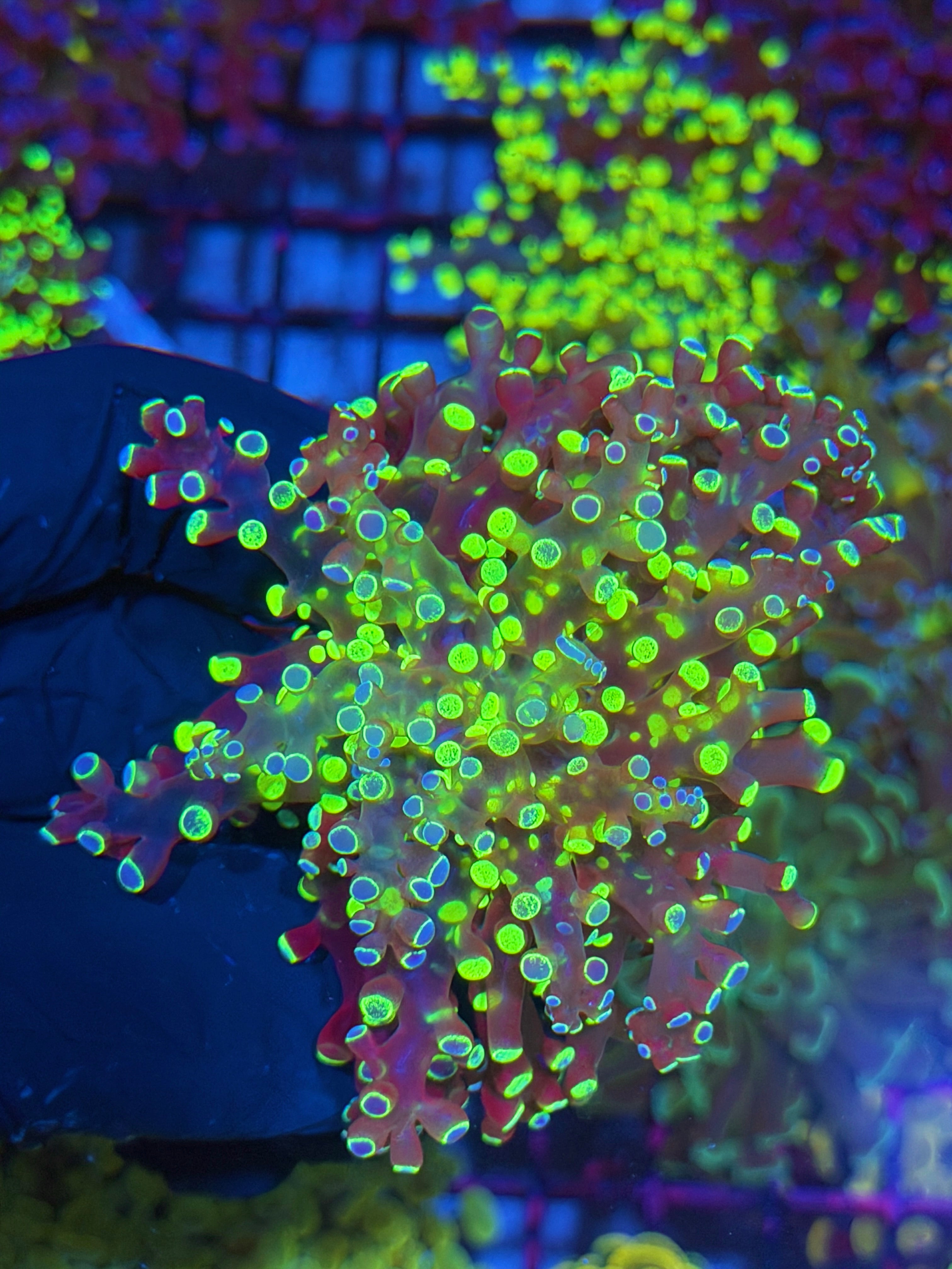 JEA Splatter Frogspawn Coral 1 XXL Head Splitting to 2 7/9