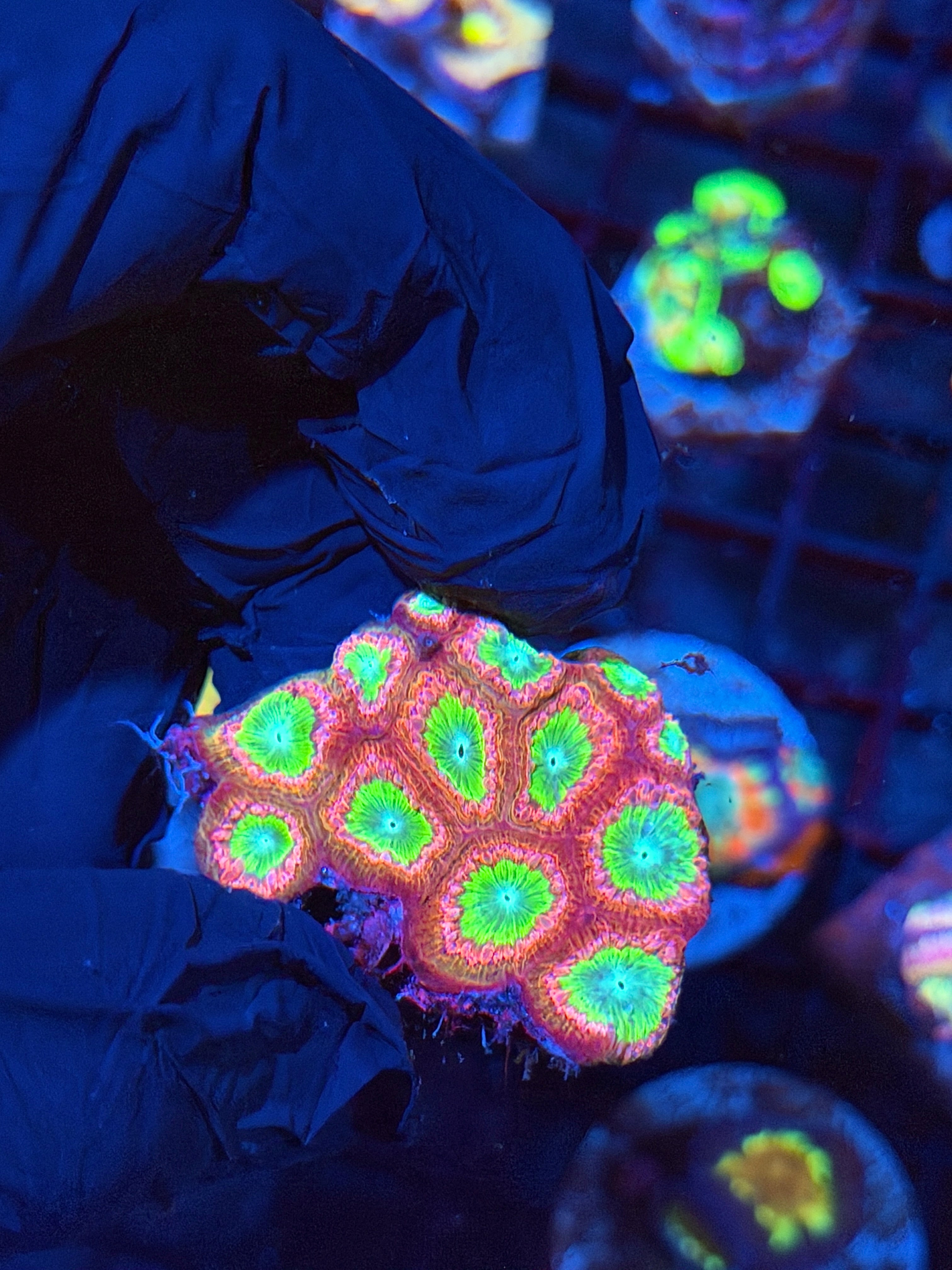JEA Circus Freak Blastomussa Coral Colony 13+ Heads