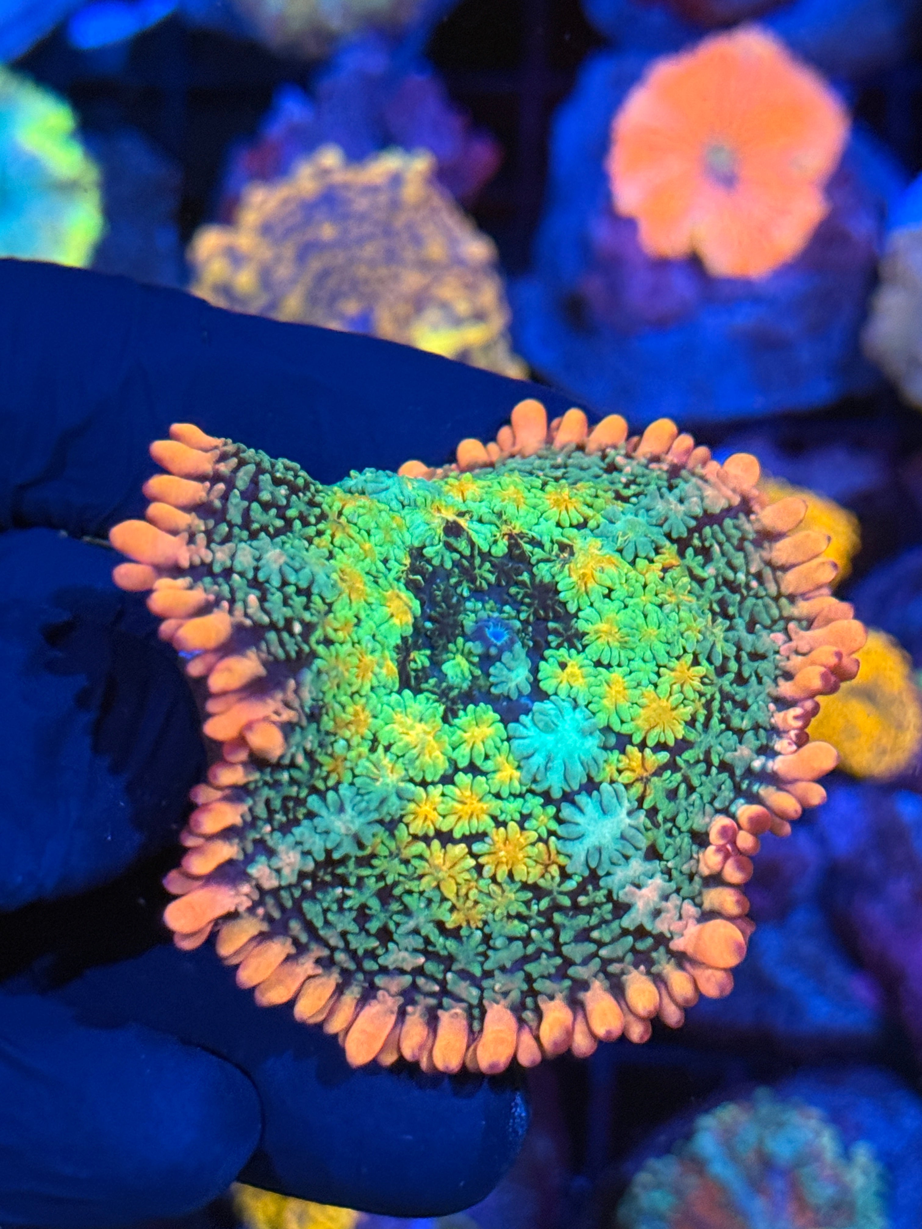 JEA Rainbow Frankenstein Mushroom Coral Insanely Bright XL Fat Skirt
