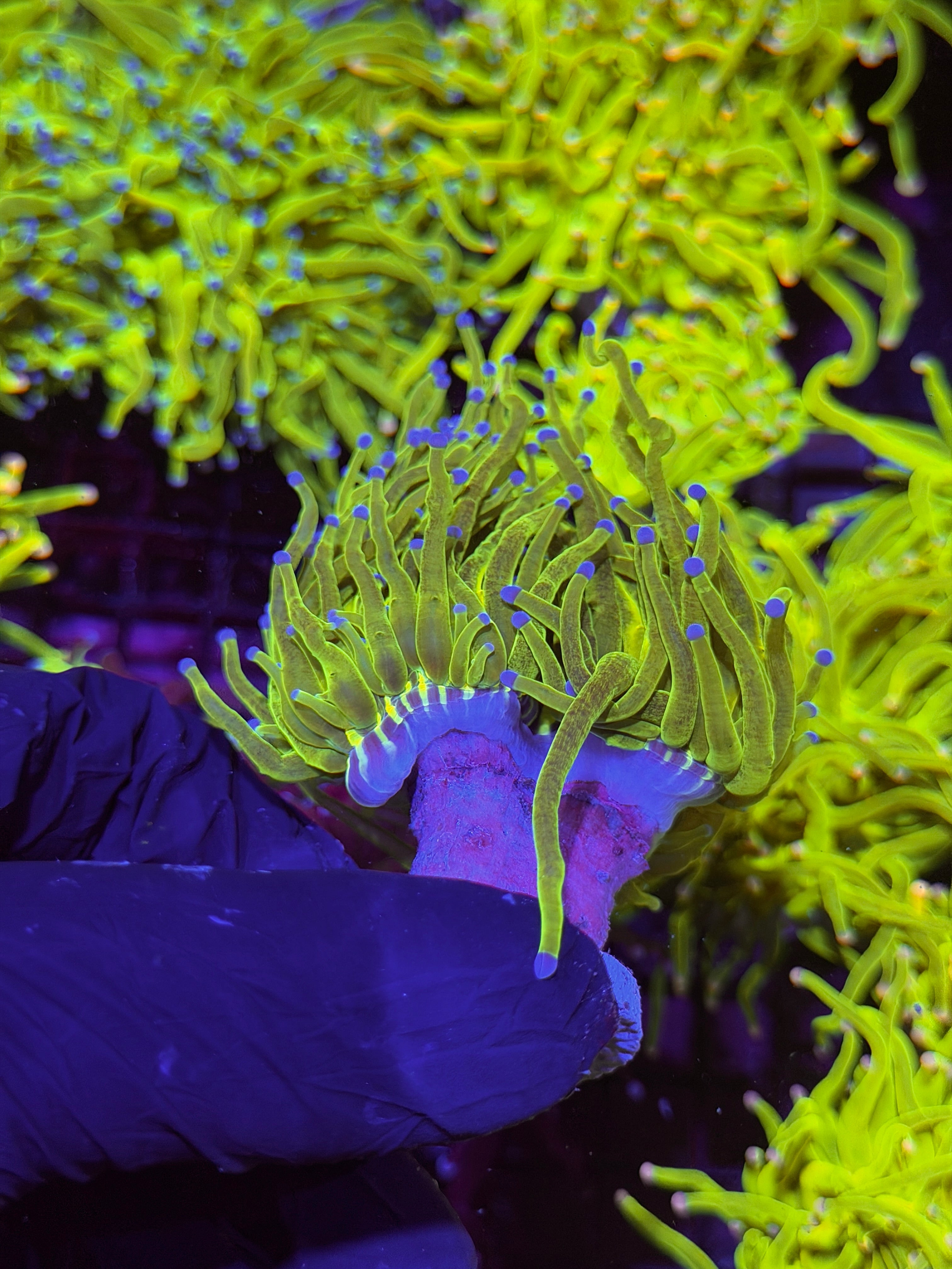 JEA Glitter Holy Grail Torch Coral 2 Heads XXL