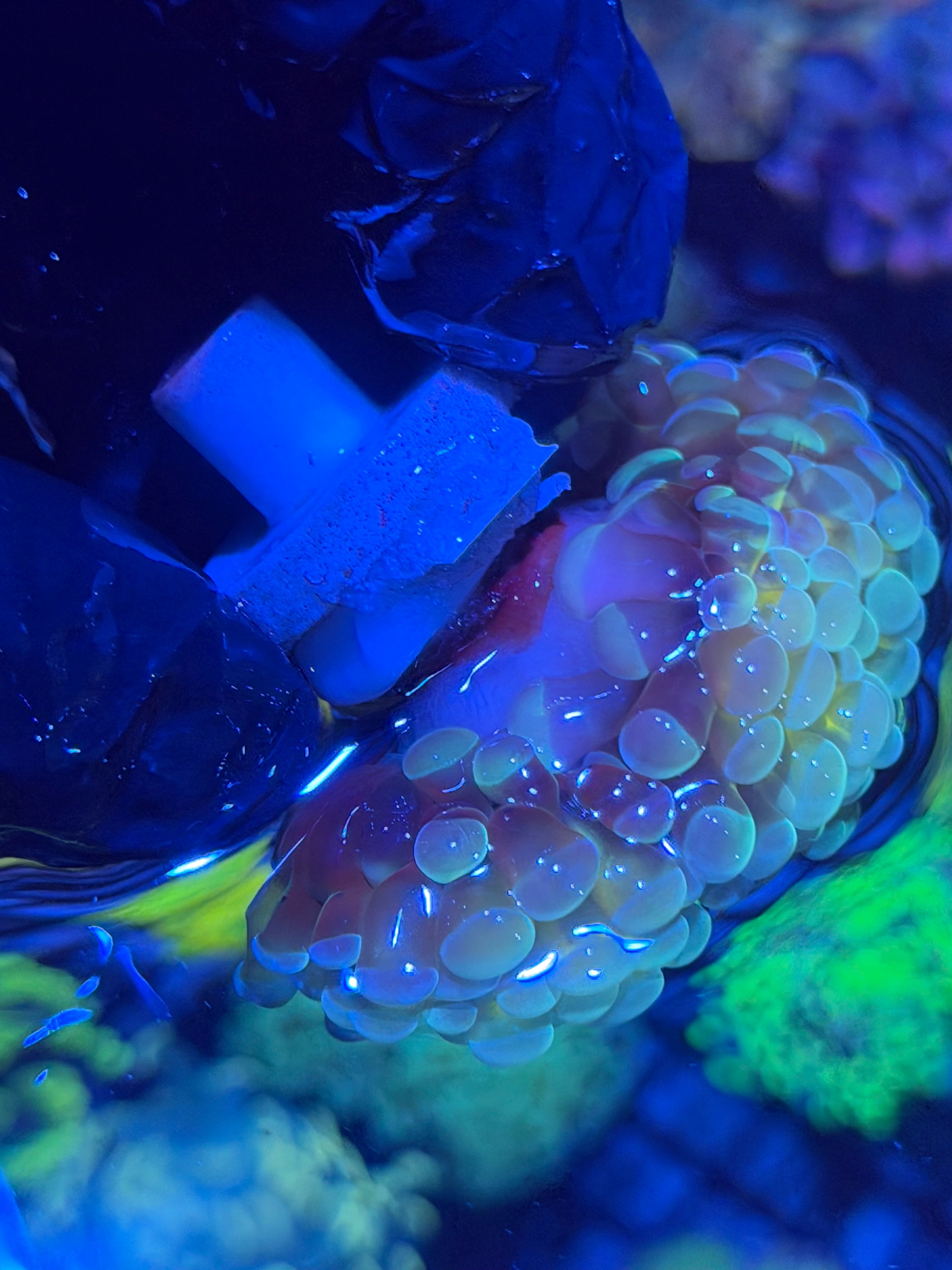 JEA Thors Hammer Coral 2 Heads Splitting XL Bright *Only Frag Available* 12/1
