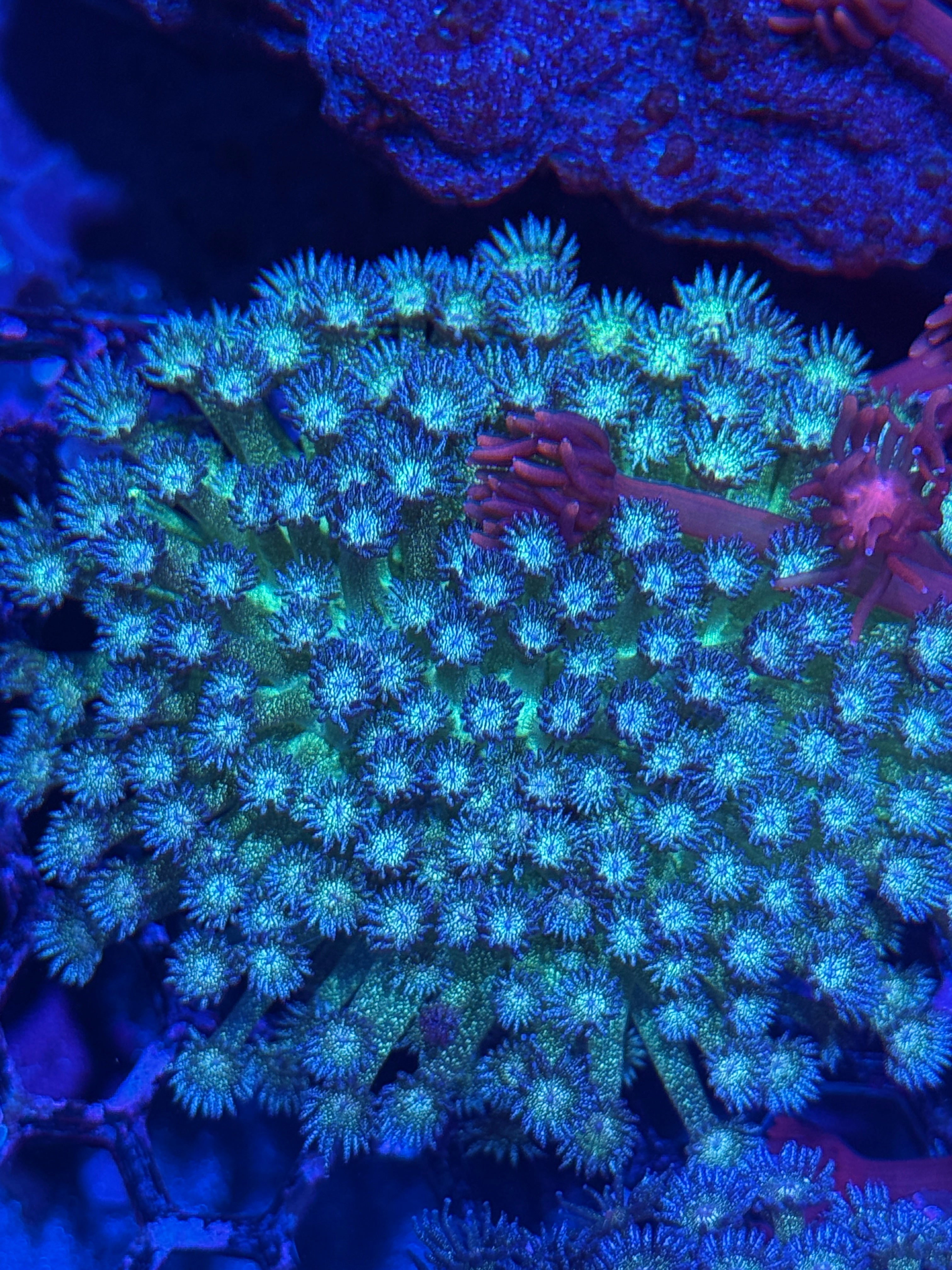 JEA Galaxy Glitter Goniopora Coral Colony Crazy Glitter VERY Bright XXL