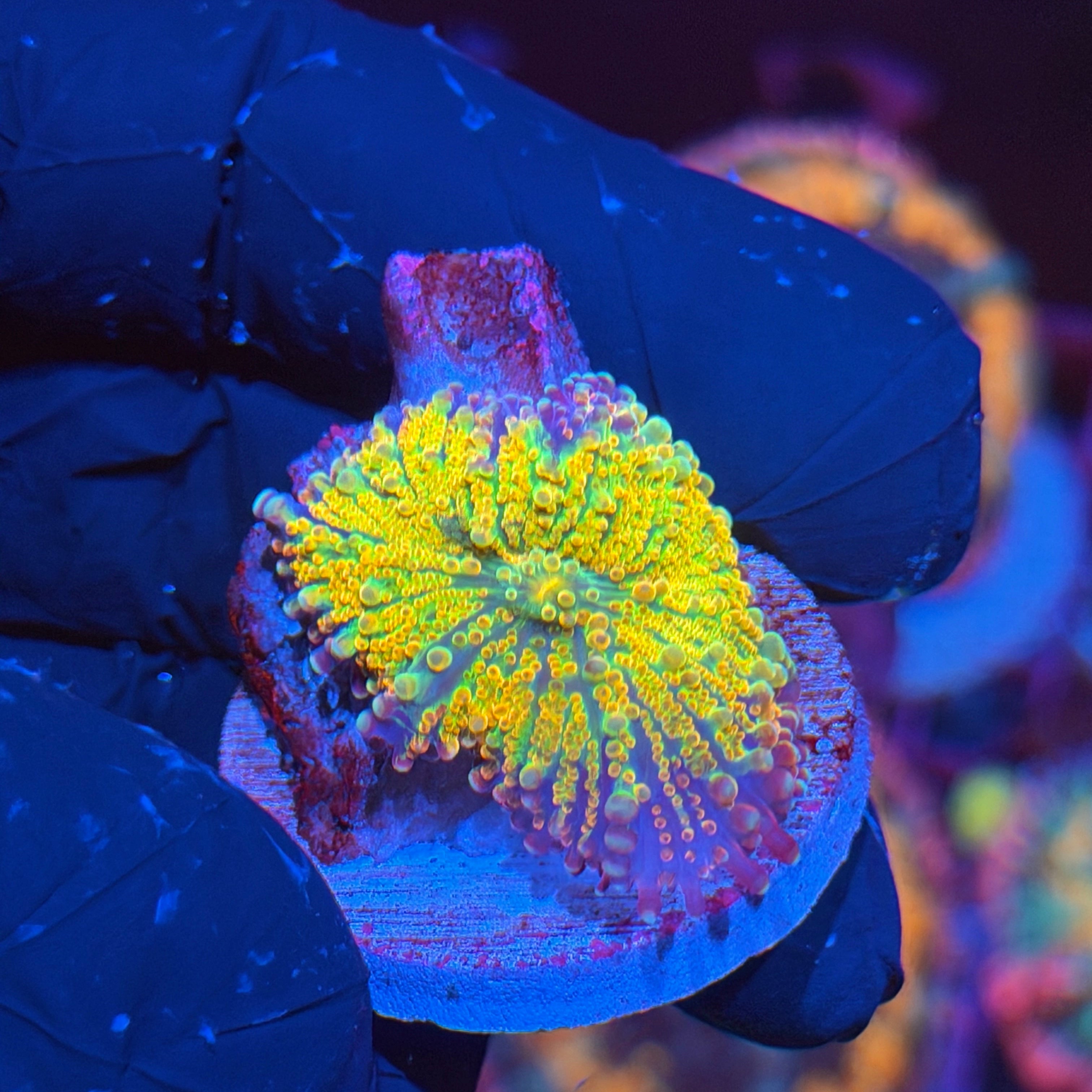 Jay's Exotic Corals