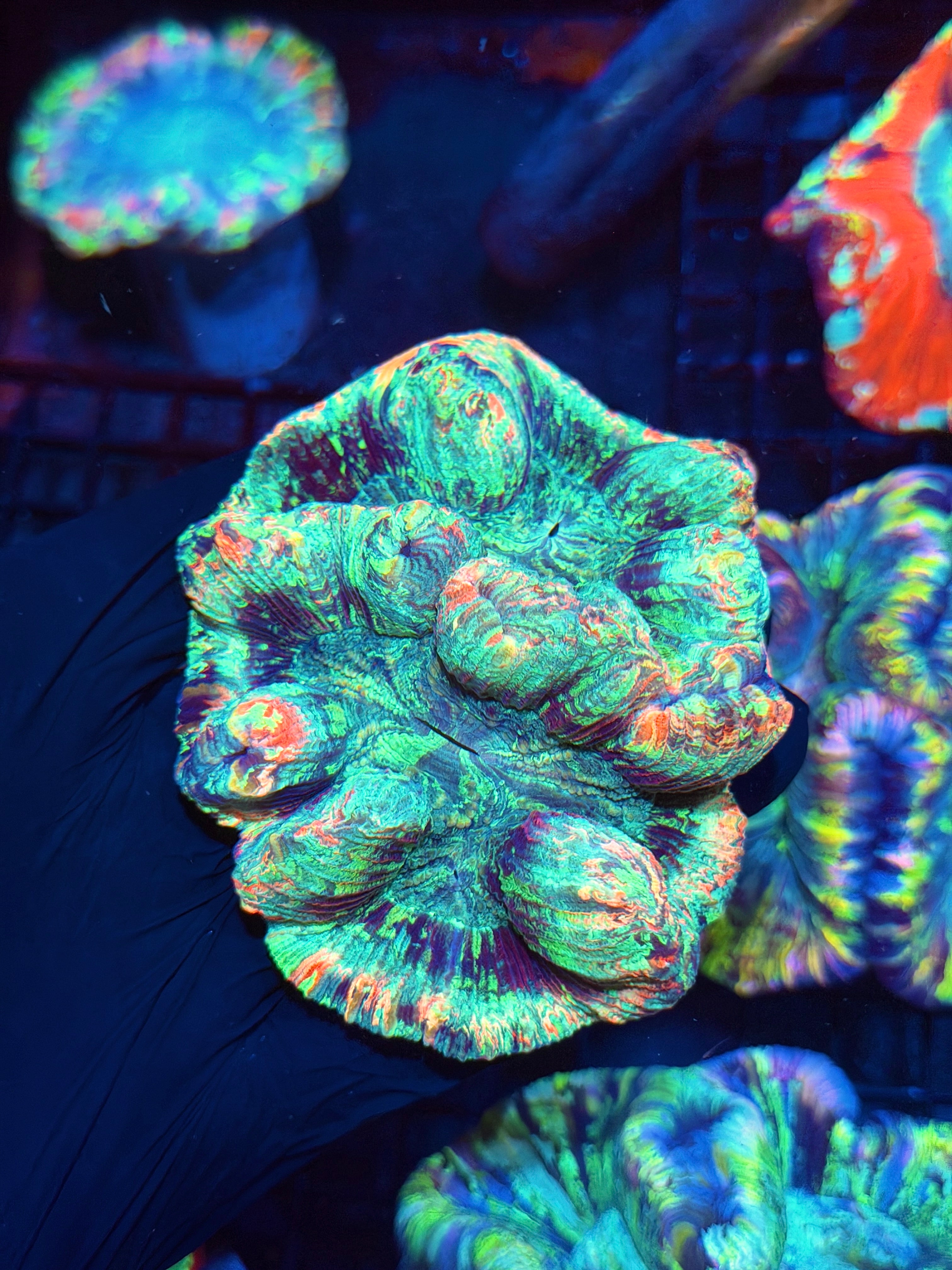 Rainbow Trachyphyllia Meat Coral Bright