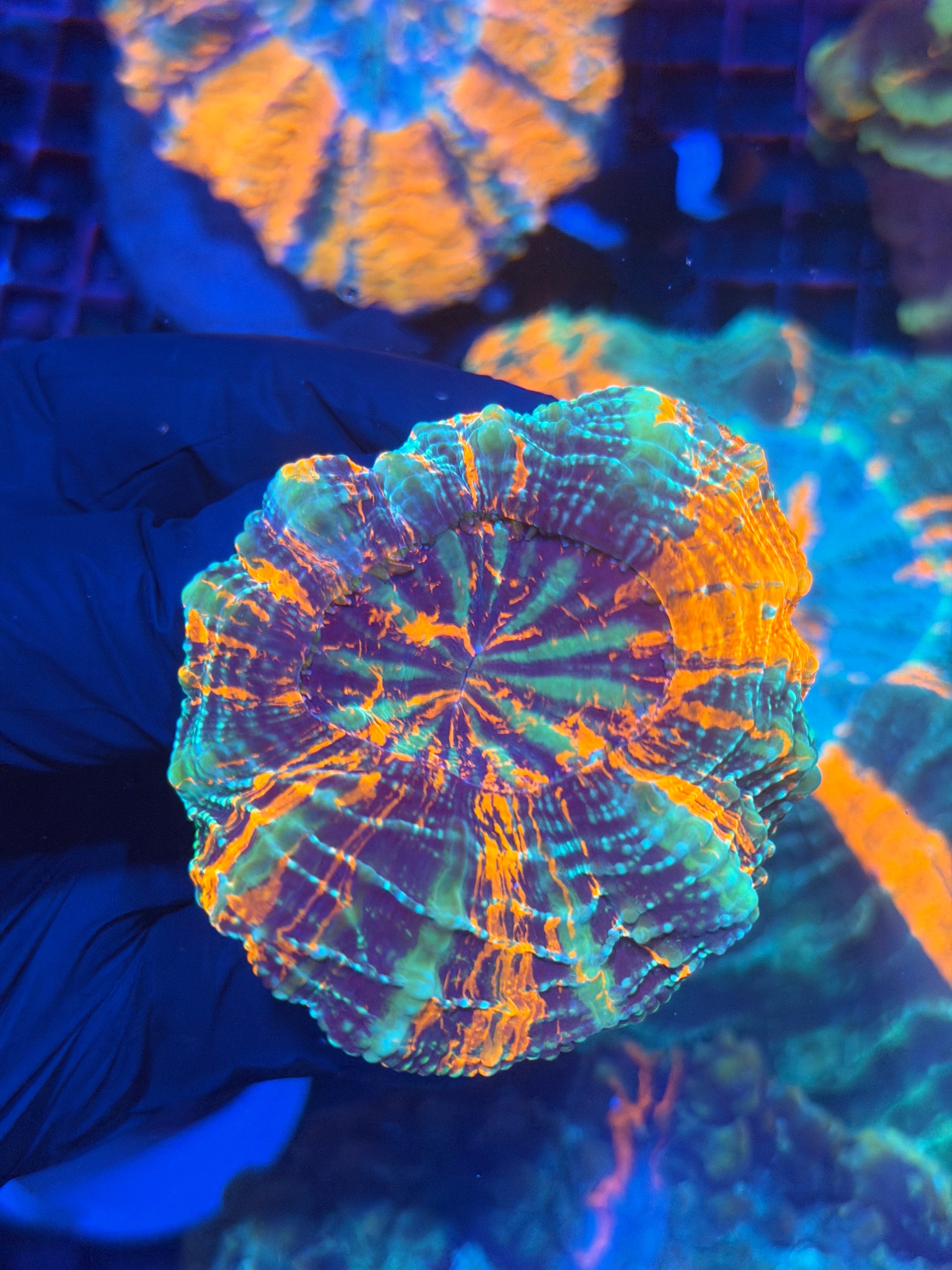 War Paint Acanthophyllia Meat Coral Insane Patterns 12/1