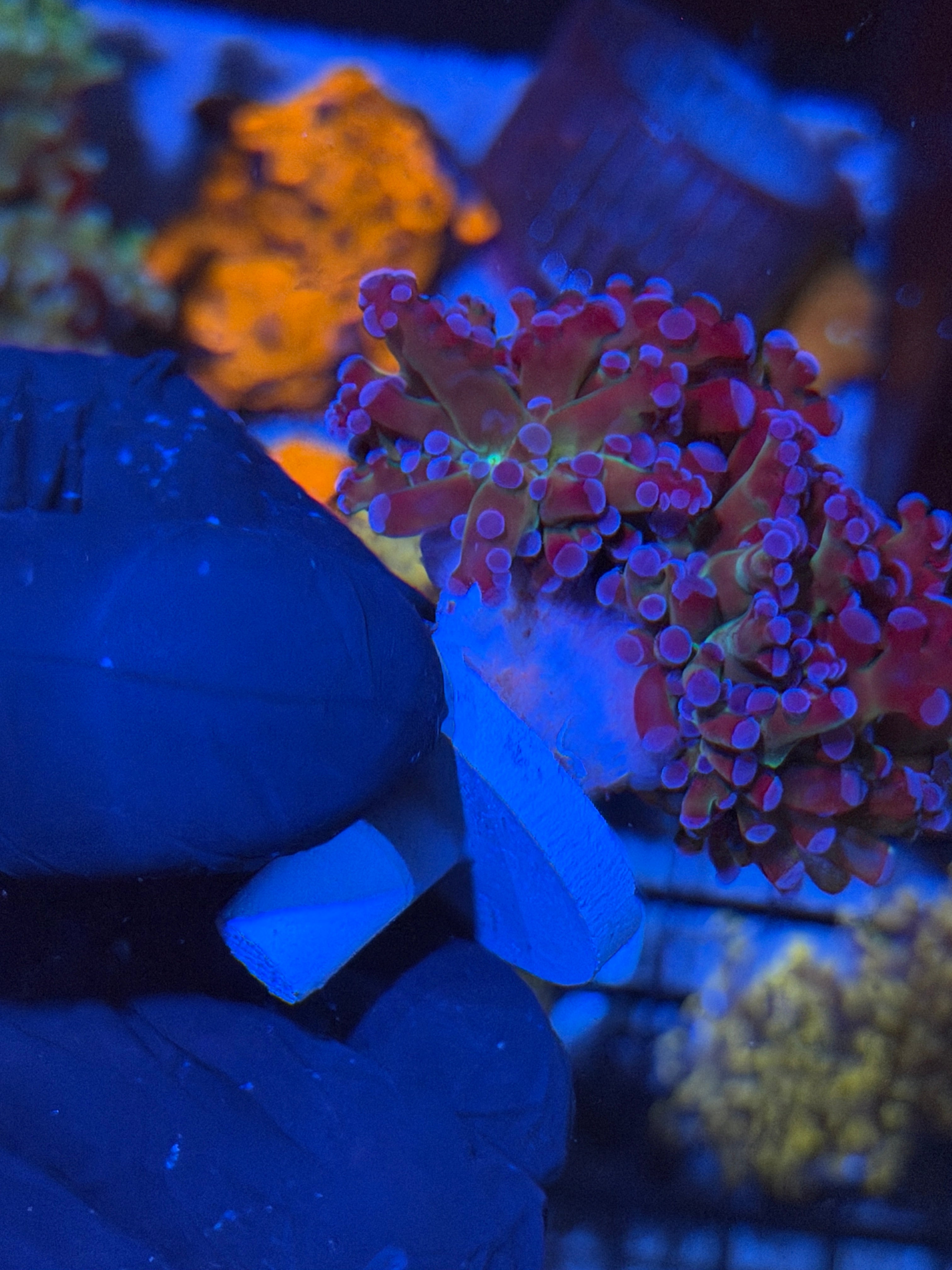 JEA Mardi Gras Grafted Frogspawn Coral 1 XL Head 7/14