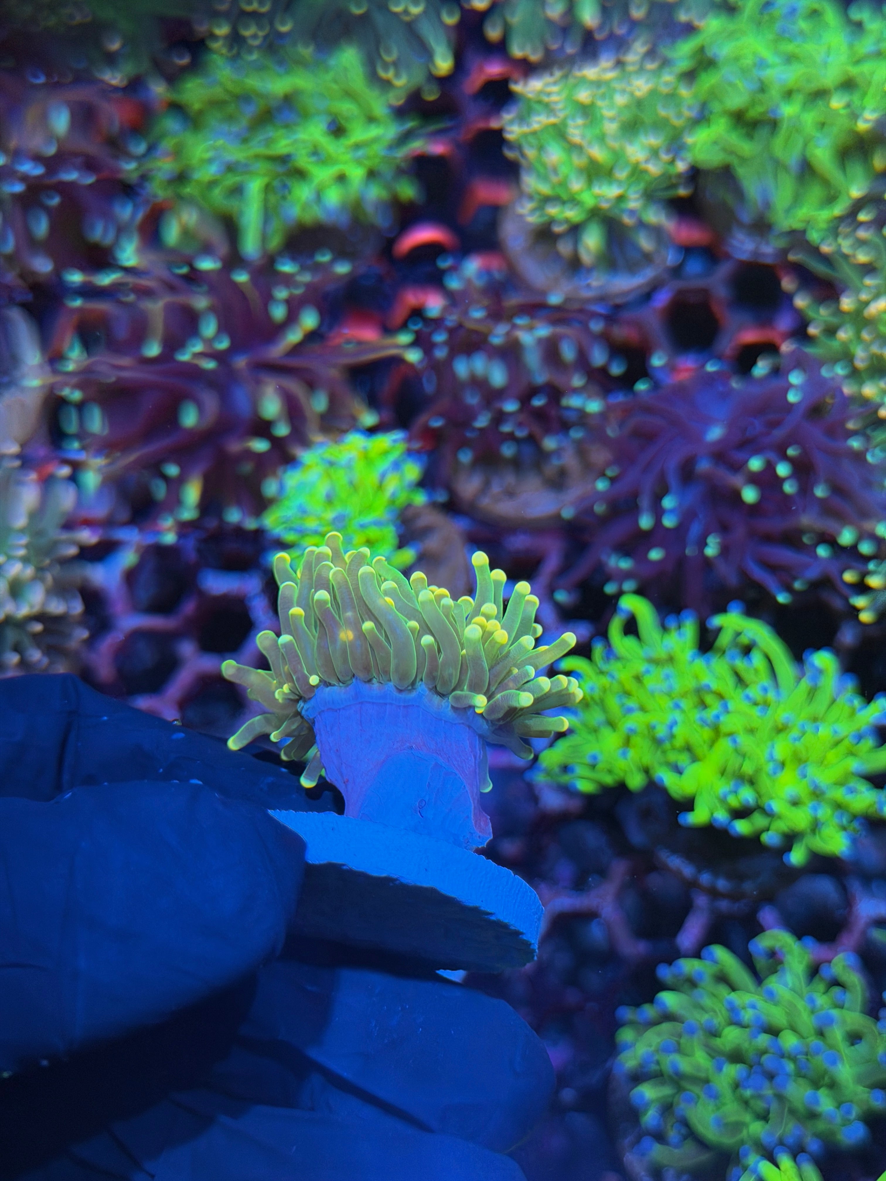 JEA Yellow Sparkler Torch Coral 1 Head