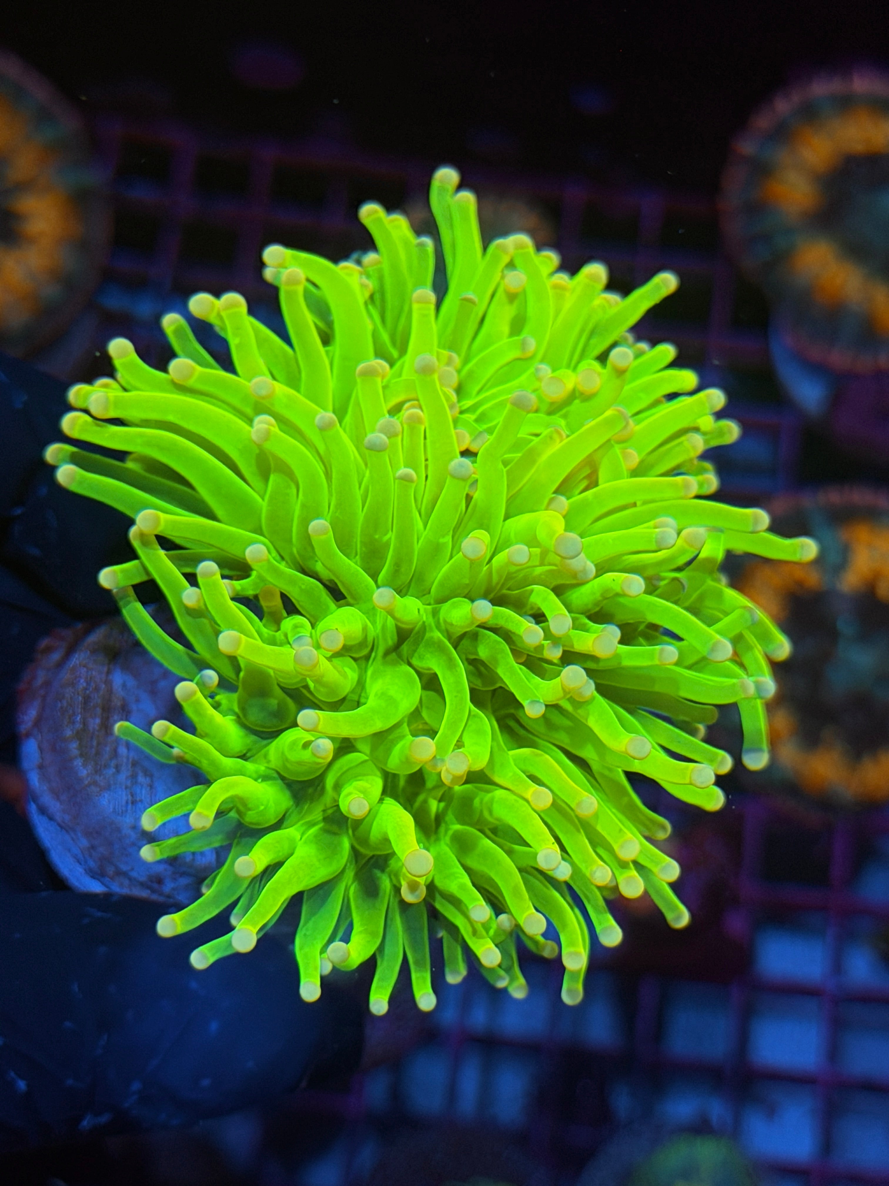 JEA Care Bears Holy Grail Torch Coral XXL Splitting 3 Ways Cluster 6/3