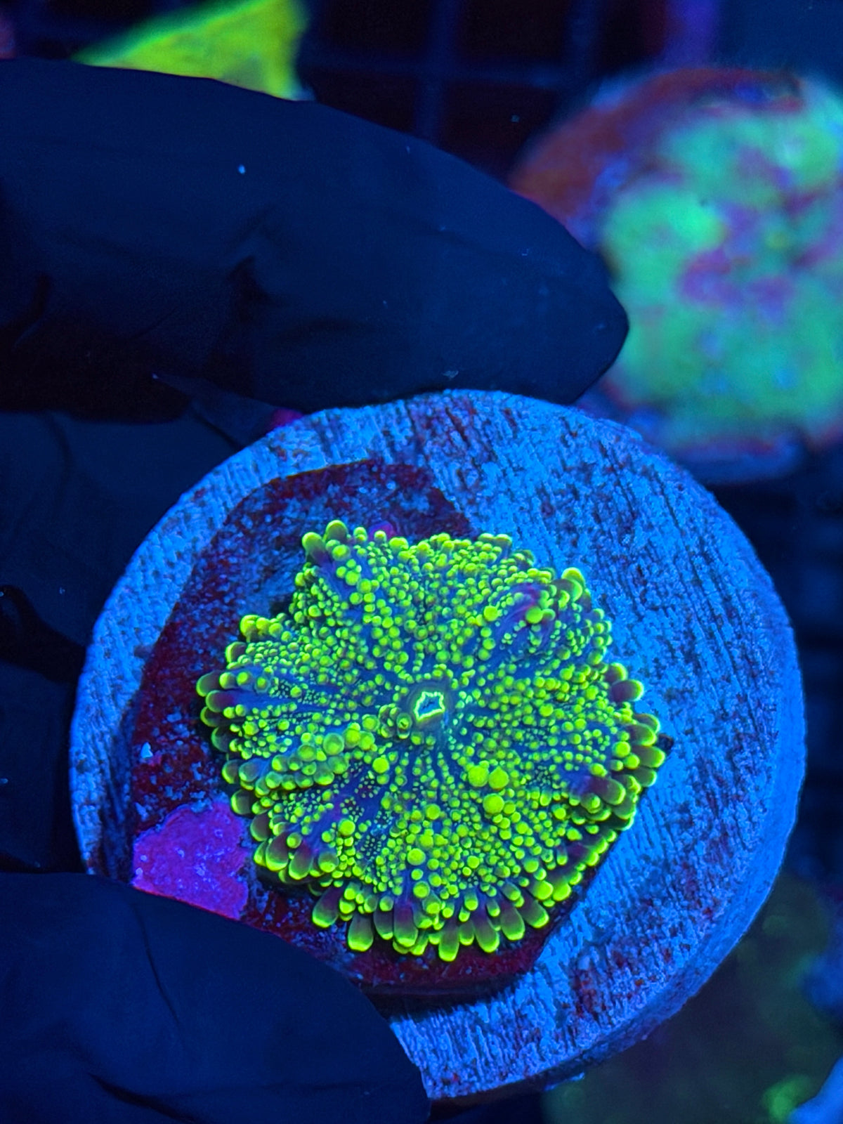JEA Bubonic Plague Yuma Mushroom Coral Xl 2” Plate 9/28