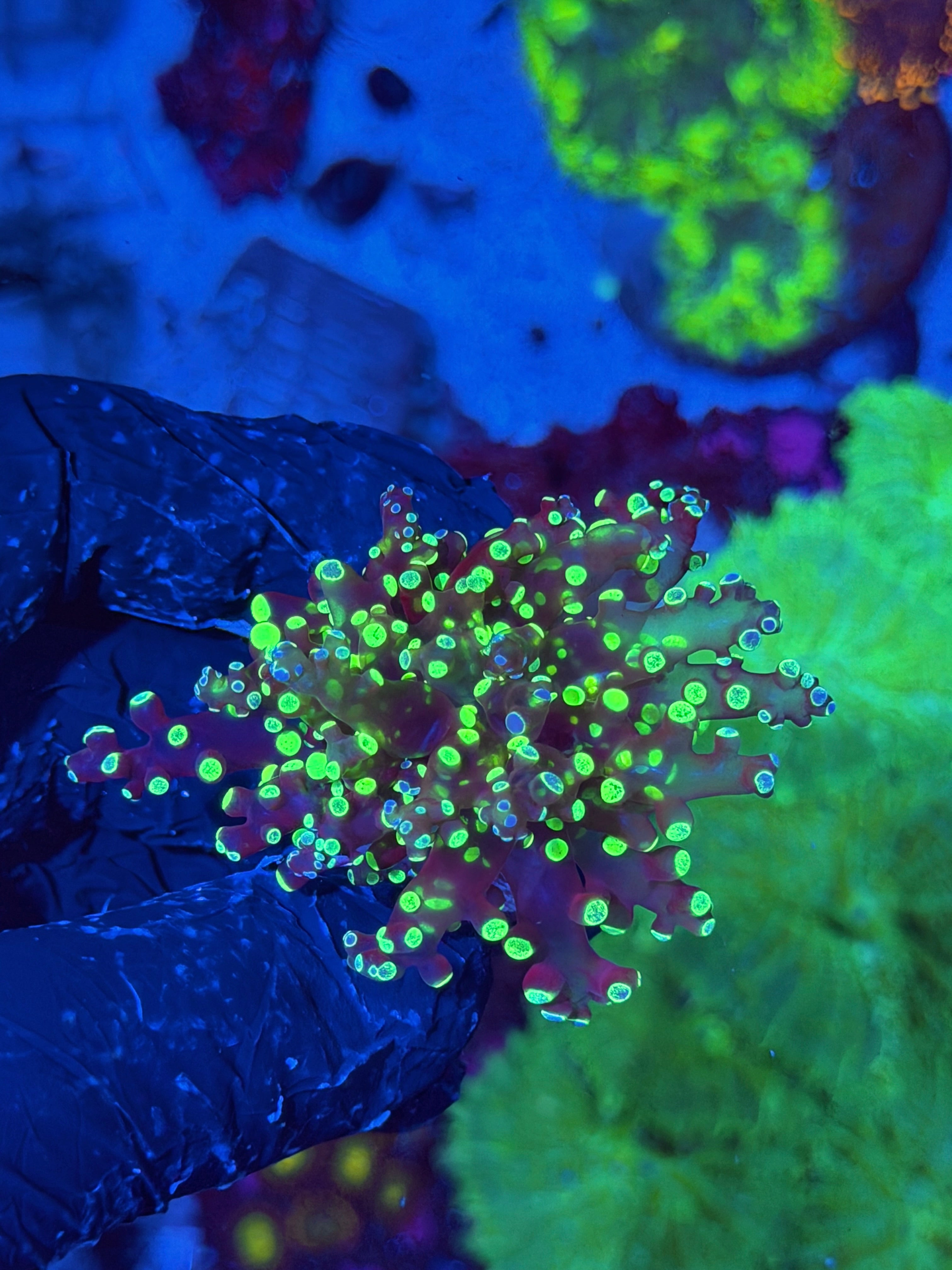 JEA Splatter Frogspawn Coral 1 XL Head