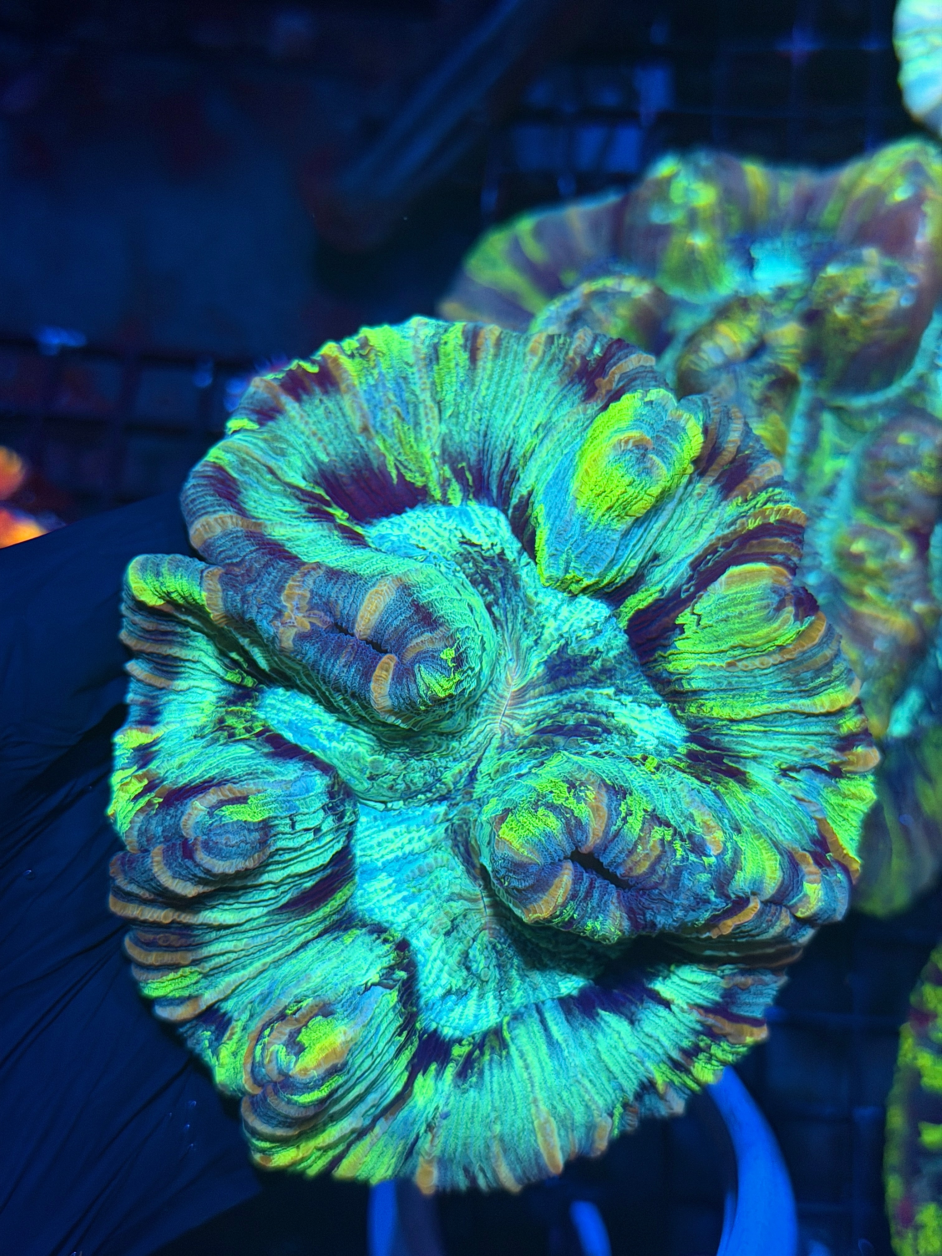 Unique Trachyphyllia Meat Coral XL Collectors Piece
