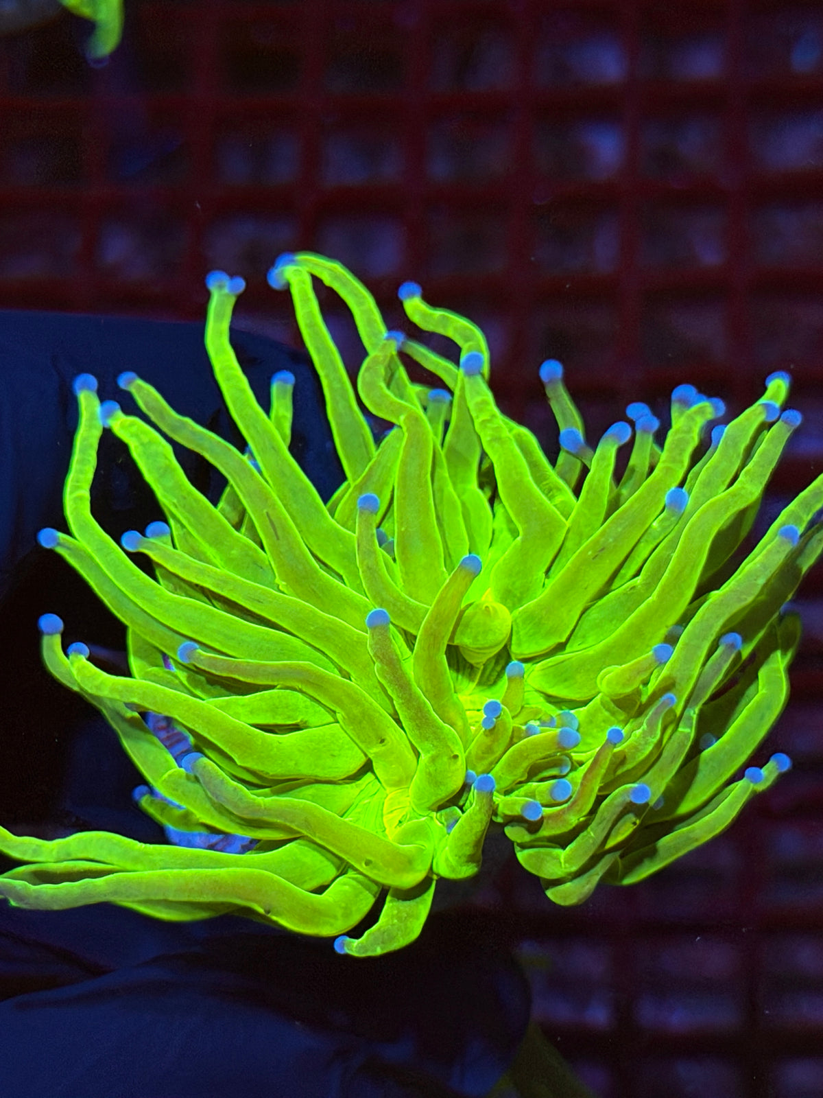 JEA 24K Holy Grail Torch Coral 1 Head XL 9/22