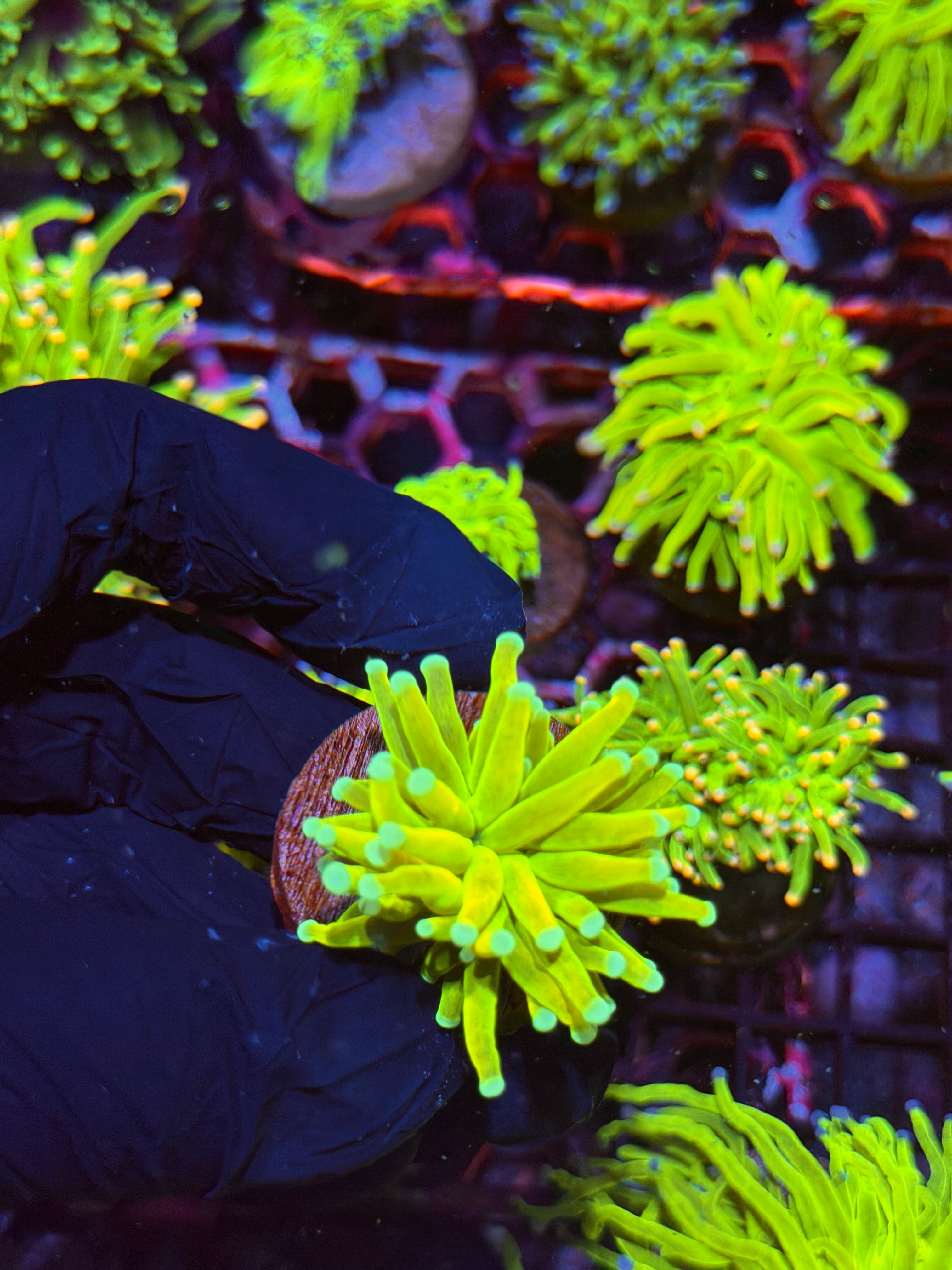 JEA Avalanche Holy Grail Torch Coral 1 Head 8/28