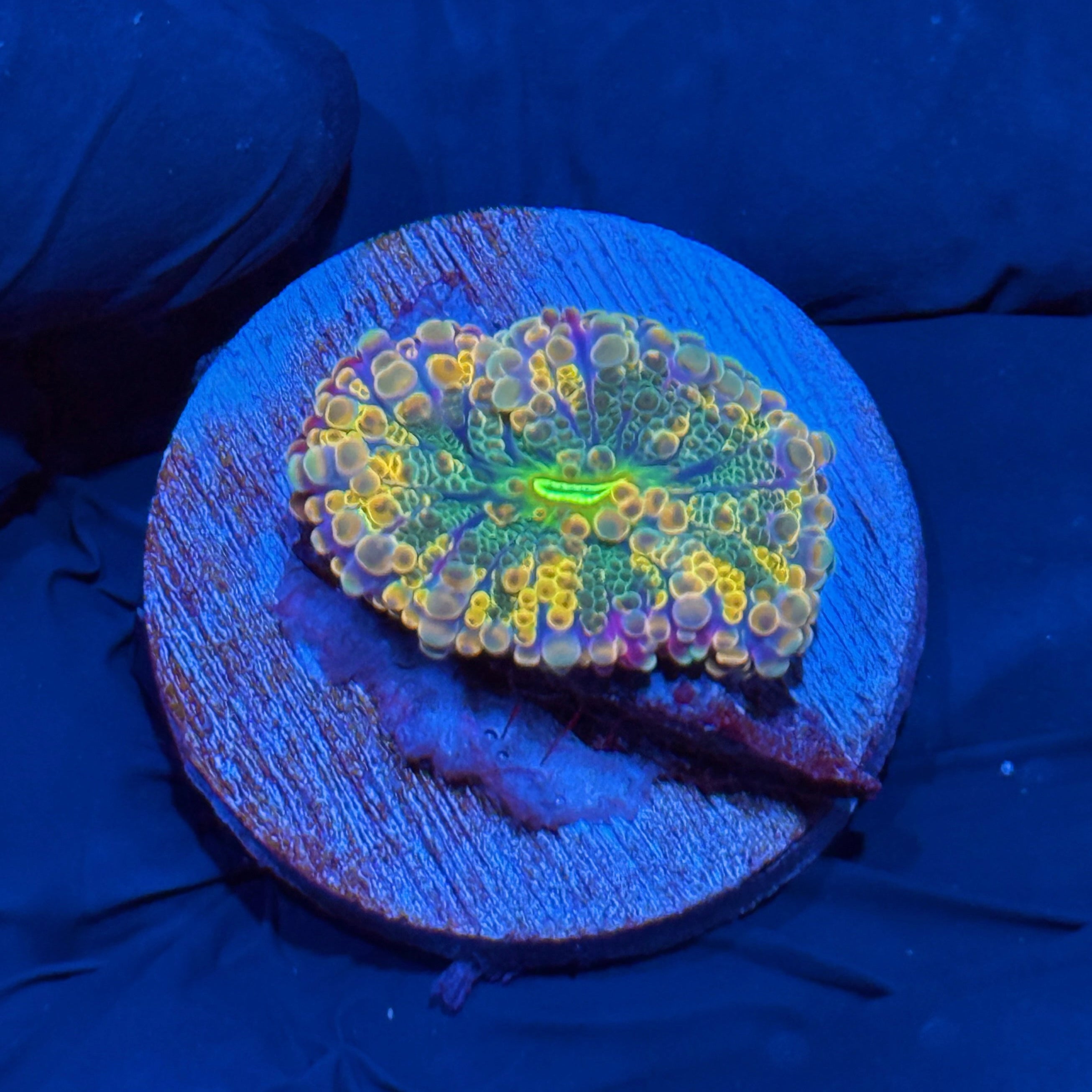 JEA Supersonic Yuma Mushroom Coral 10/12