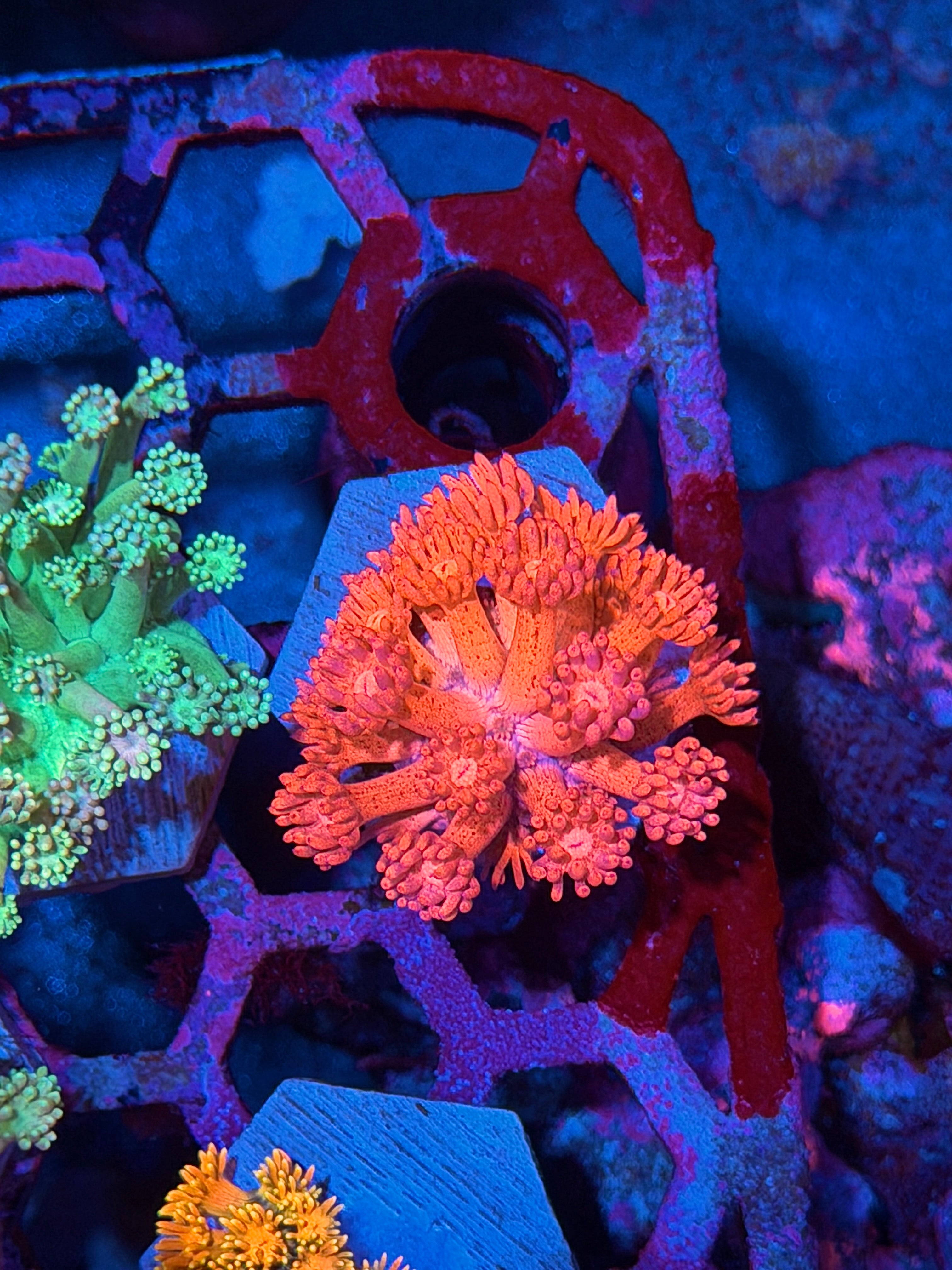 JEA Bloody Valentine Goniopora Coral *New Release*