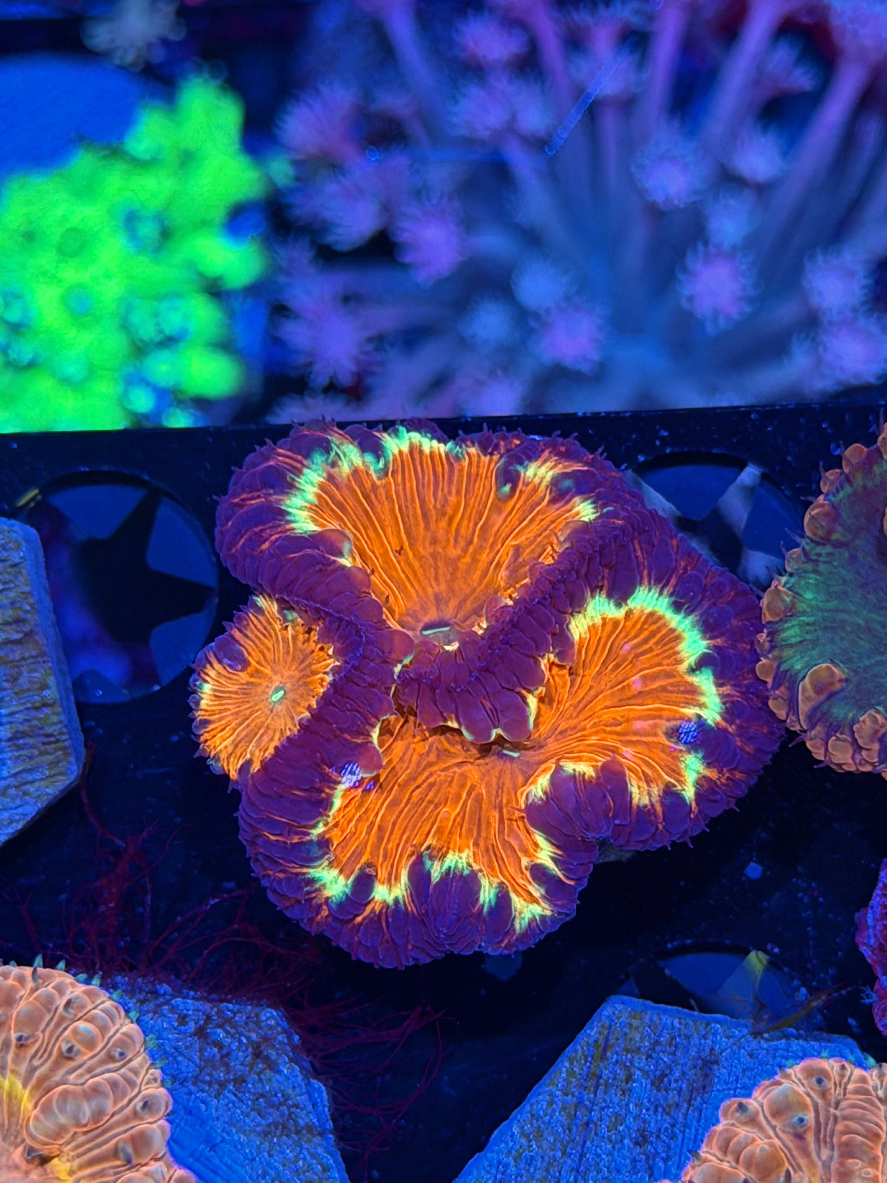 JEA Riot Blaster Blastomussa Coral 3 Heads Splitting XXXL Bright *New Release*