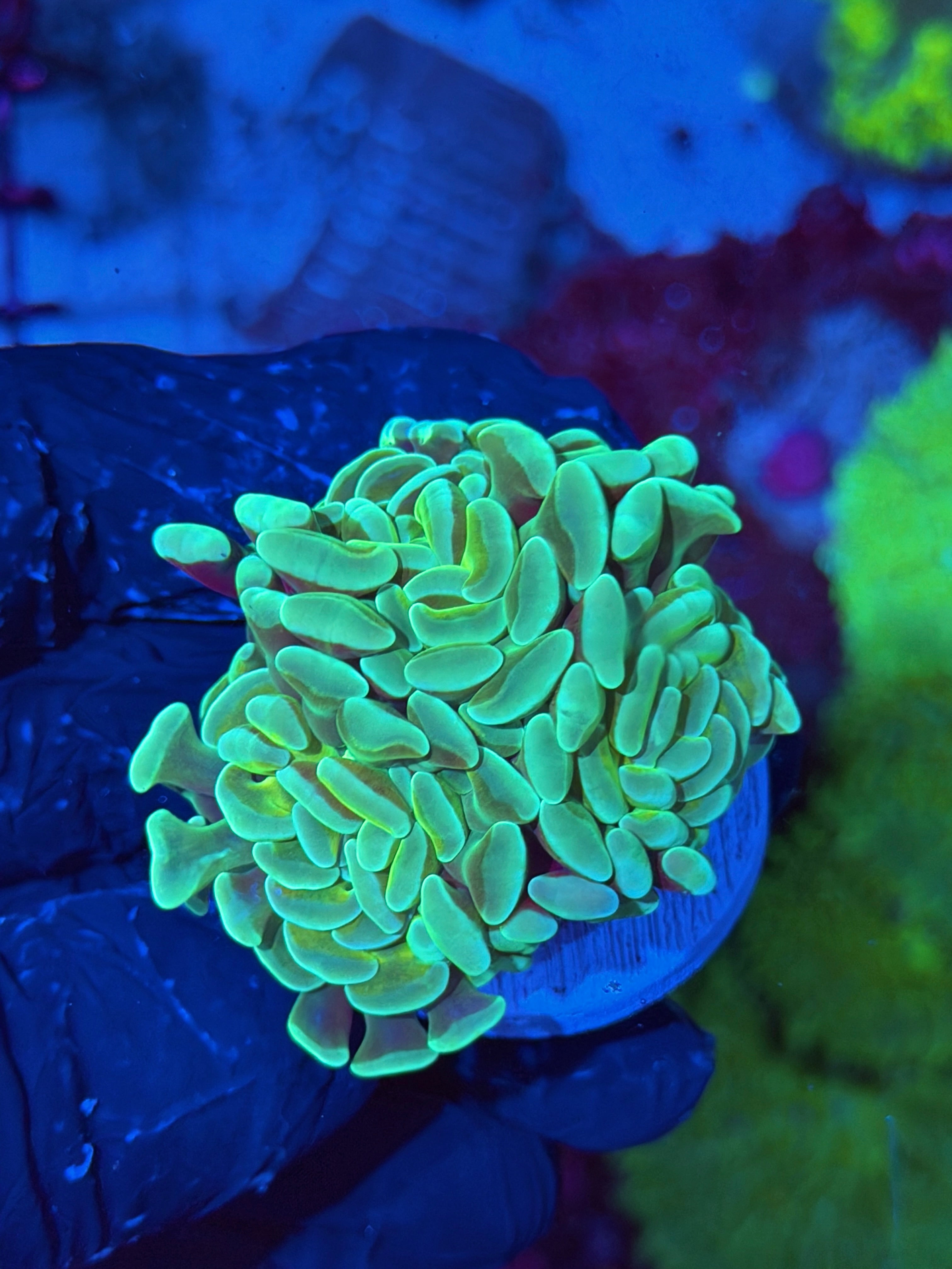 JEA Sour Apple Hammer Coral 3 Heads XXL