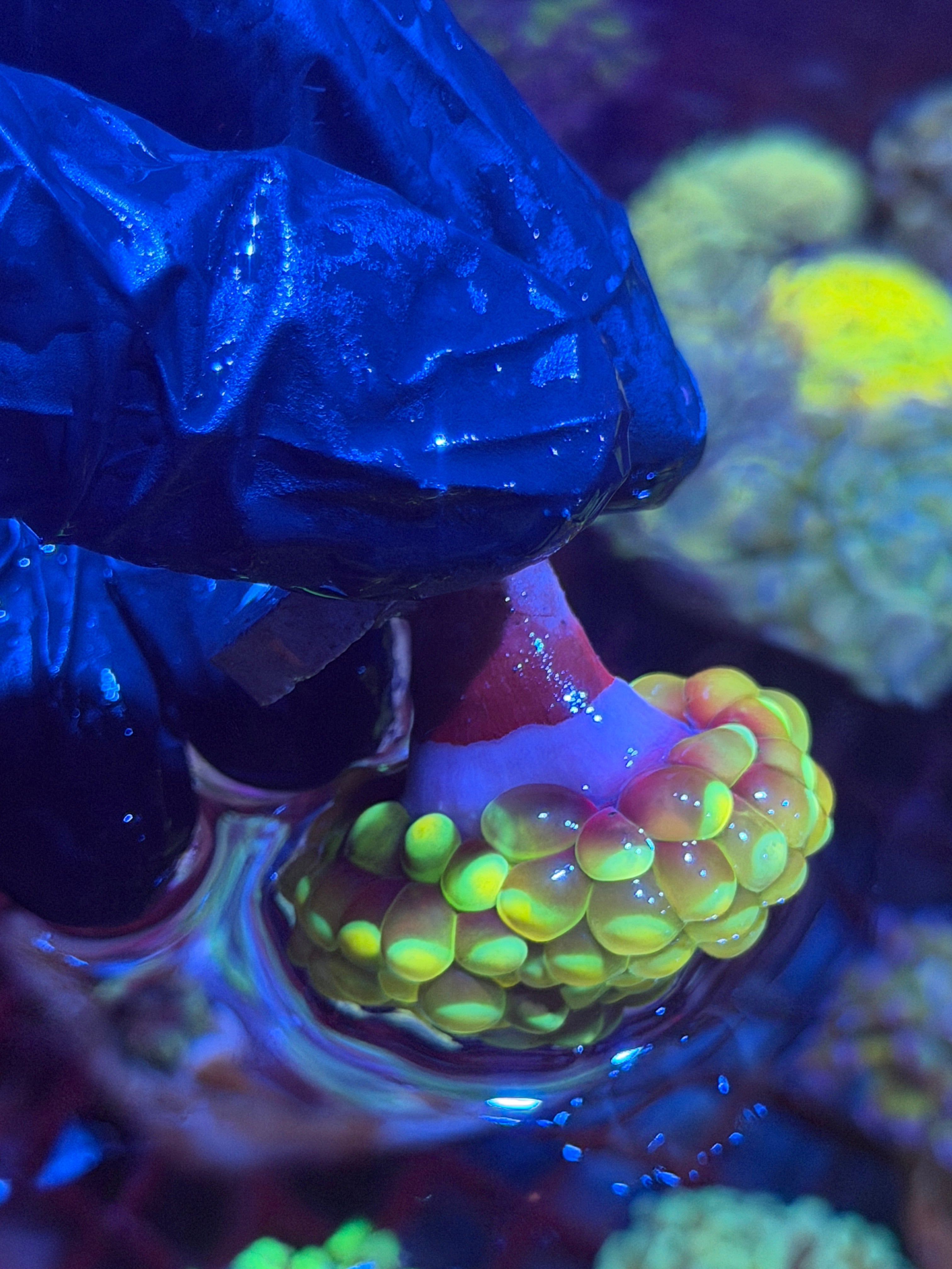 JEA Grafted Splatter Hammer Coral XXL 2 Heads Splitting