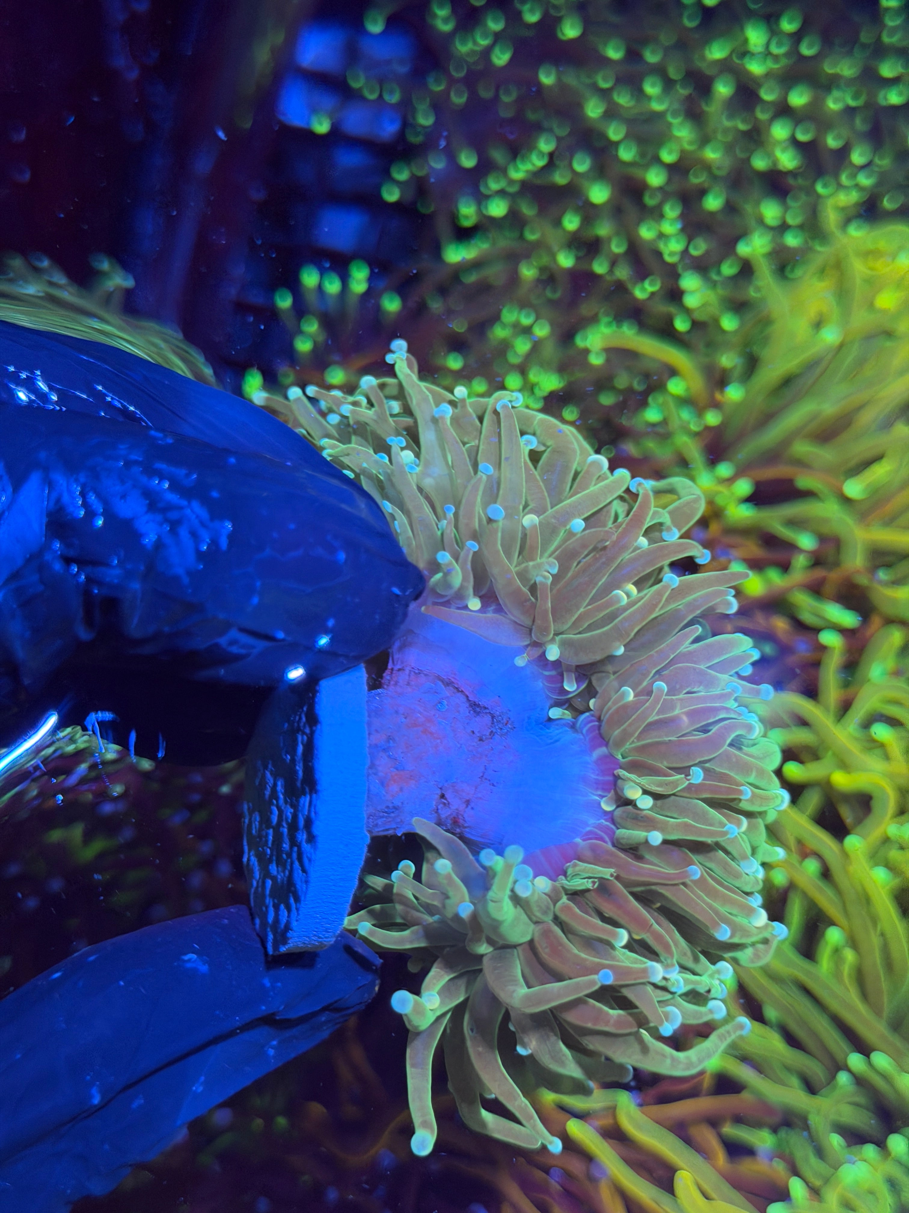 JEA Jedi Master Torch Coral Splitting 3 Heads XXL