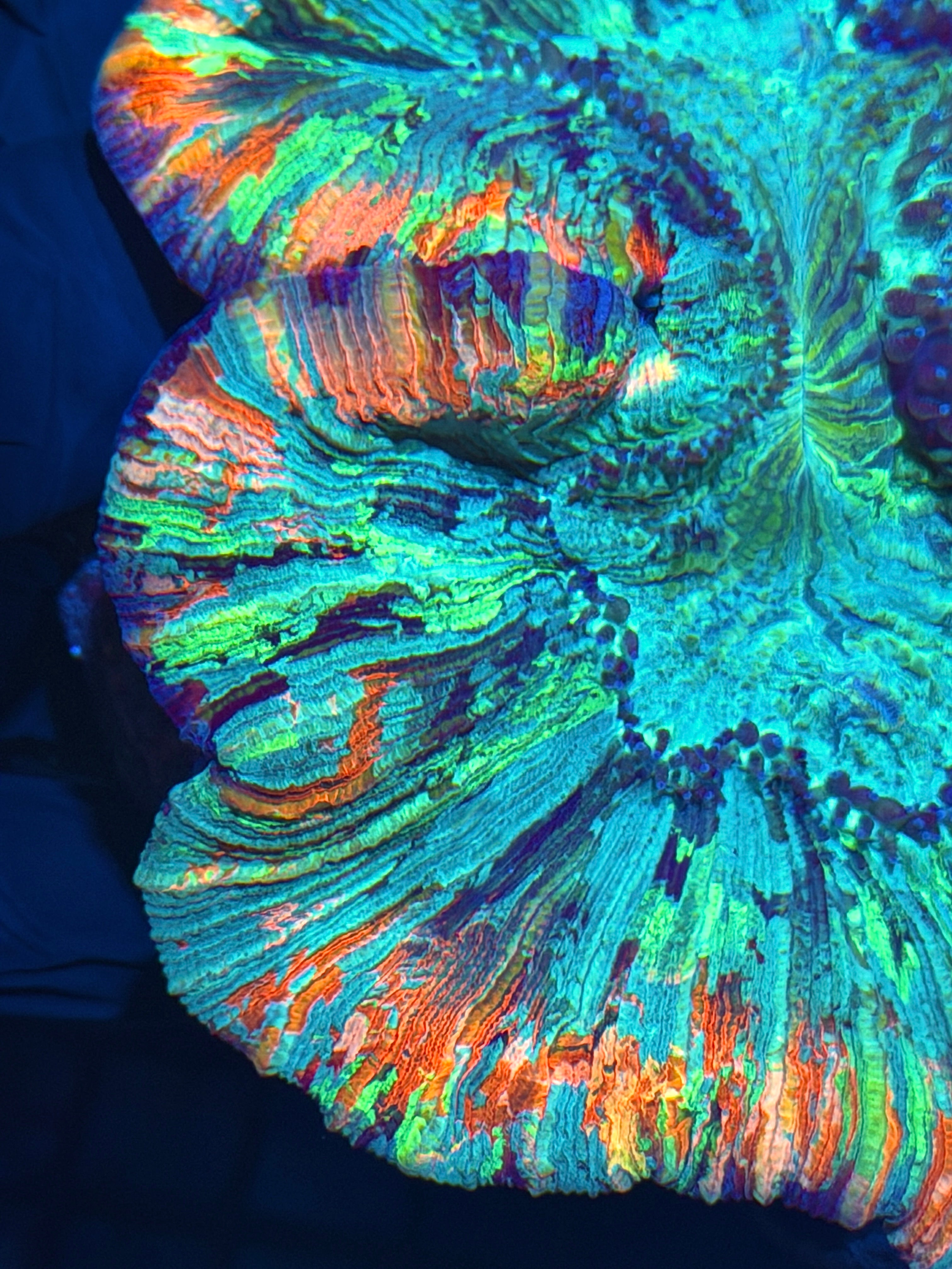 Insane Rainbow Trachyphyllia Meat Coral XXXL Show Size Collectors Piece