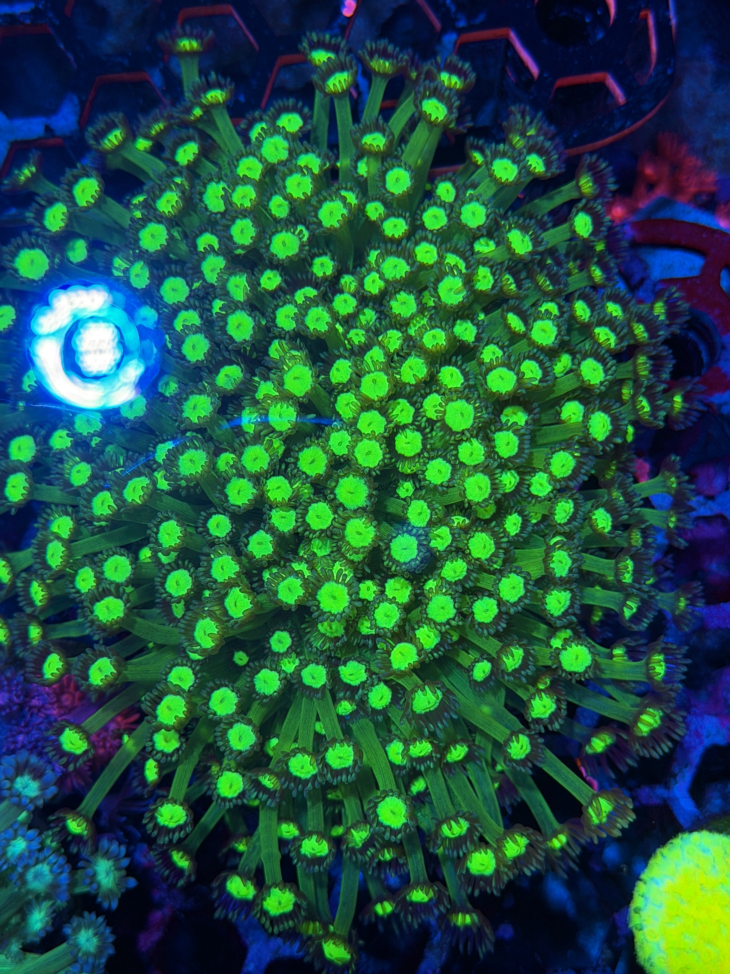 JEA Biohazard Goniopora Coral Colony XXXXL