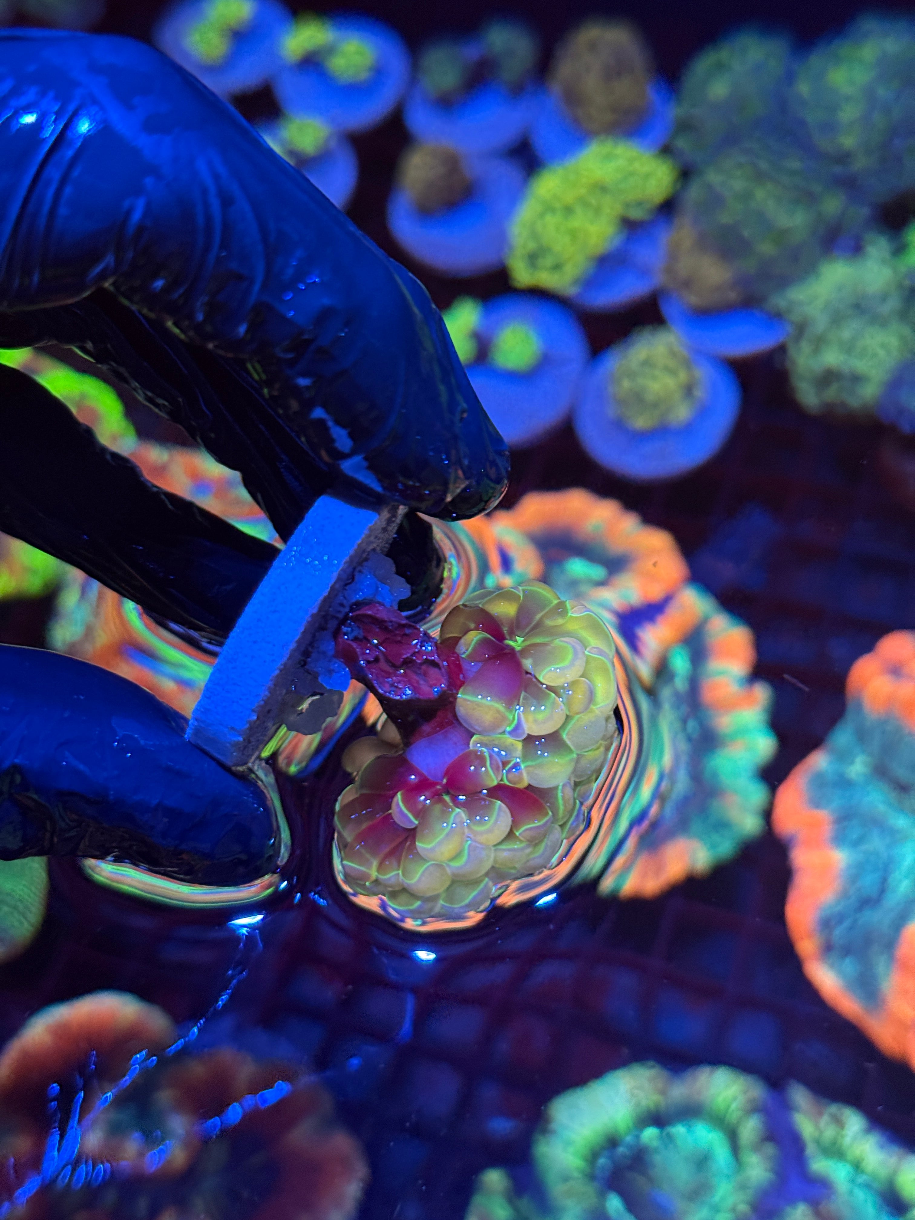 KDR Rainbow Hammer Coral 2 Heads Splitting