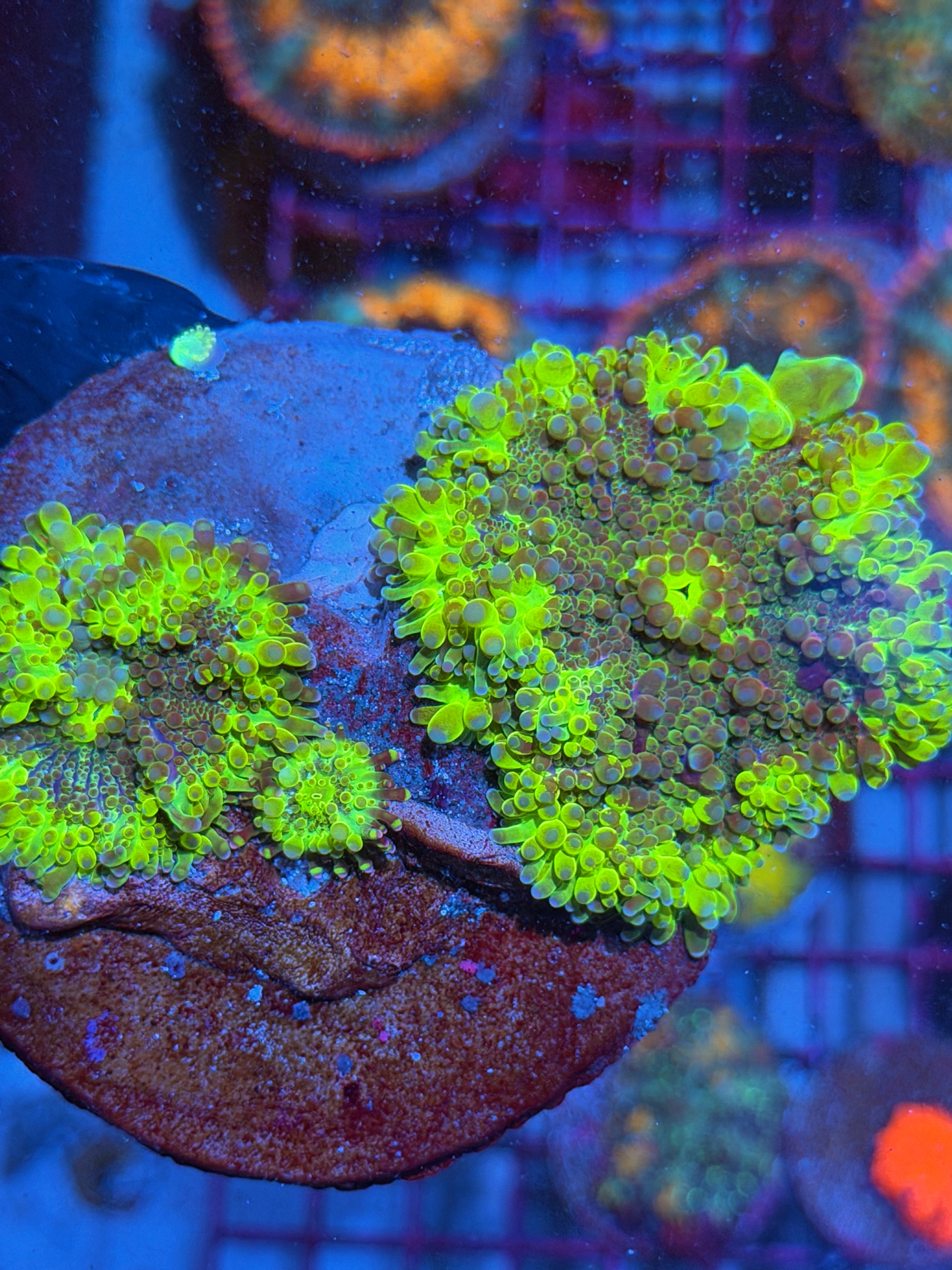 JEA Ectoplasm Bounce Yuma Mushroom Colony XXXL Insanely Bright
