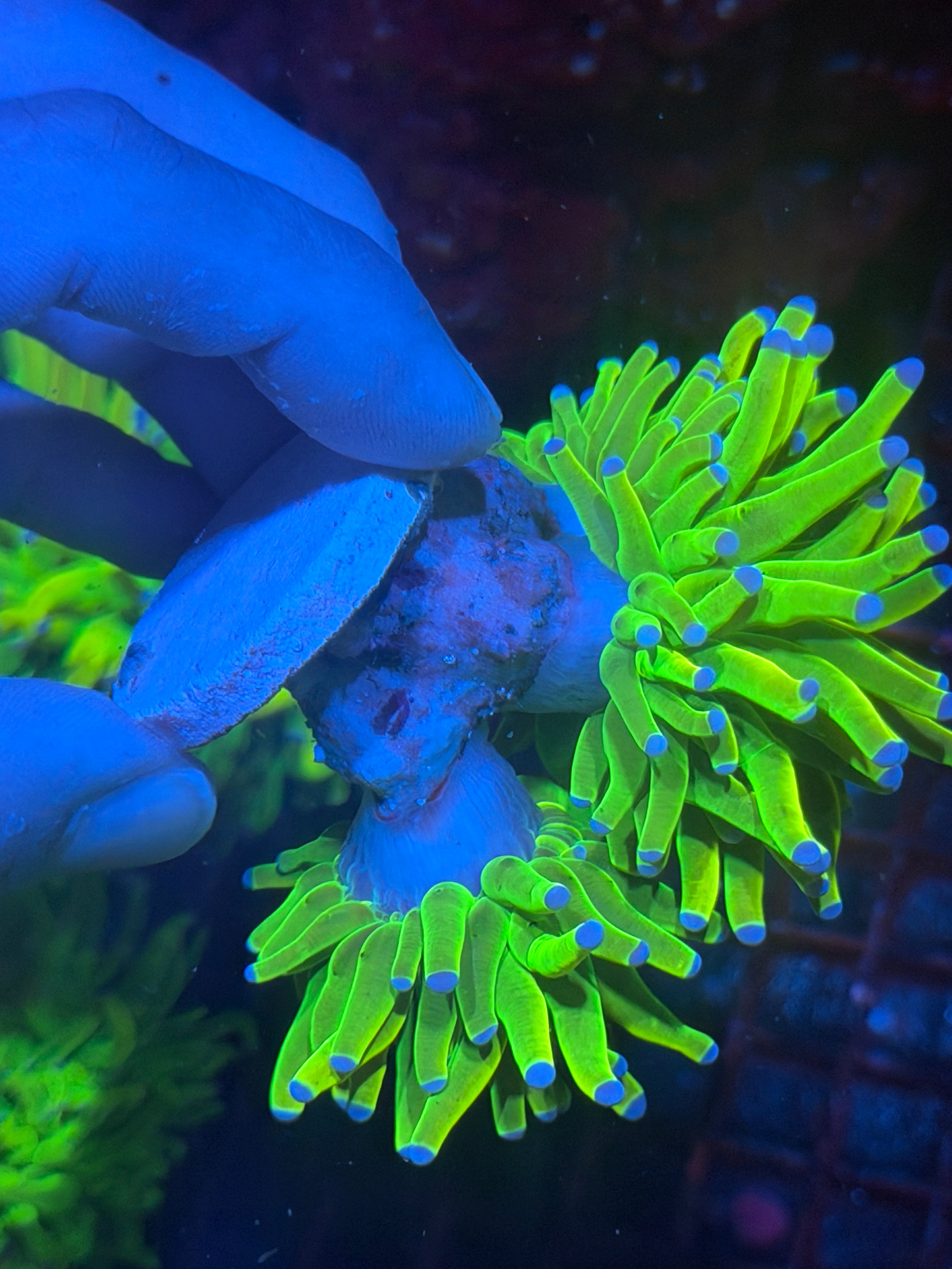 JEA Holy Grail Torch Coral 2 XL Heads 11/3-