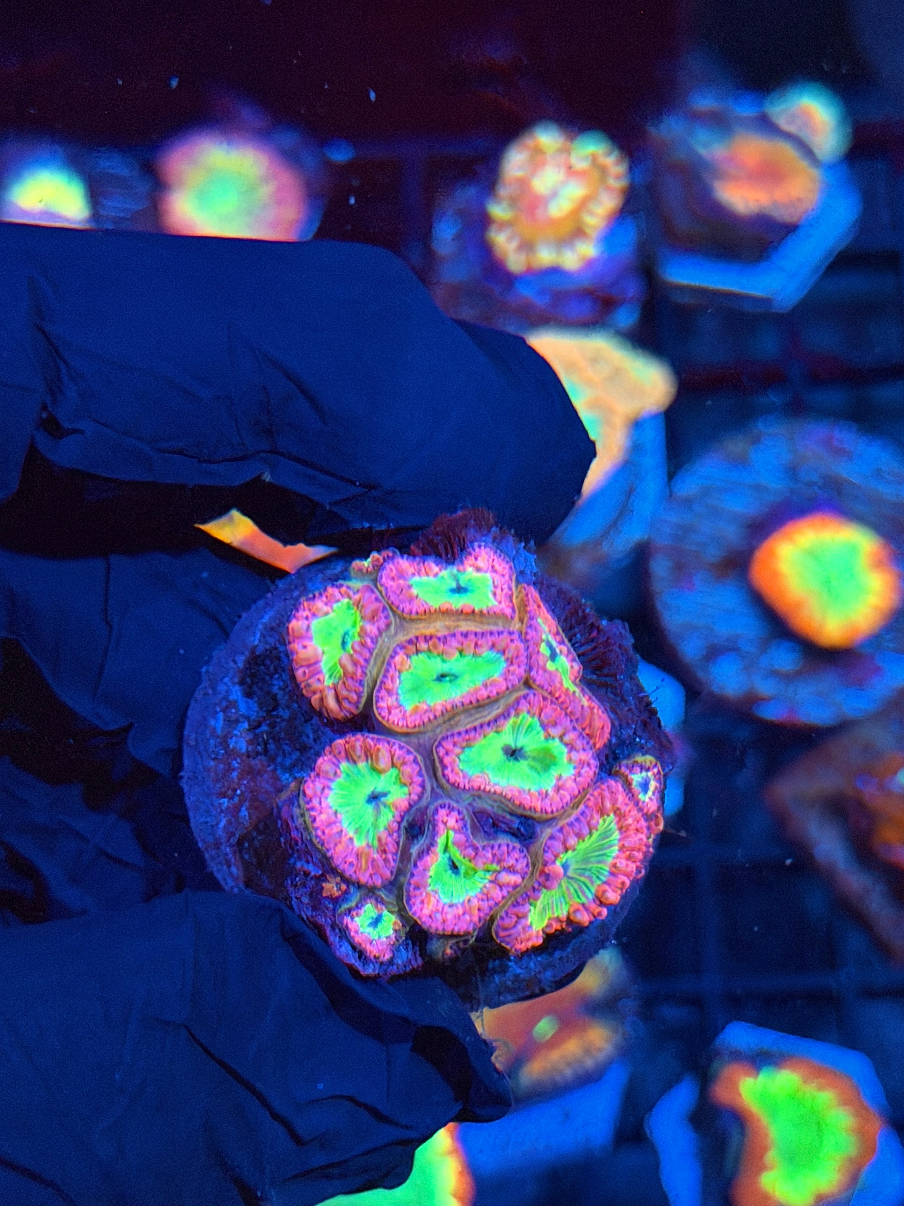 JEA Strawberry Lemonade Blastomussa Coral Colony 10+ Heads