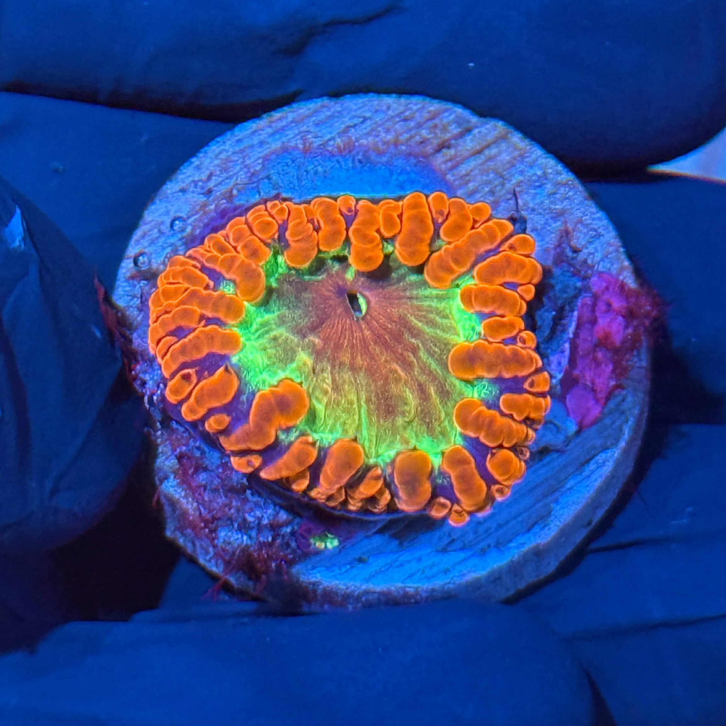 JEA Rainbow Explosion Blastomussa Coral 10/12