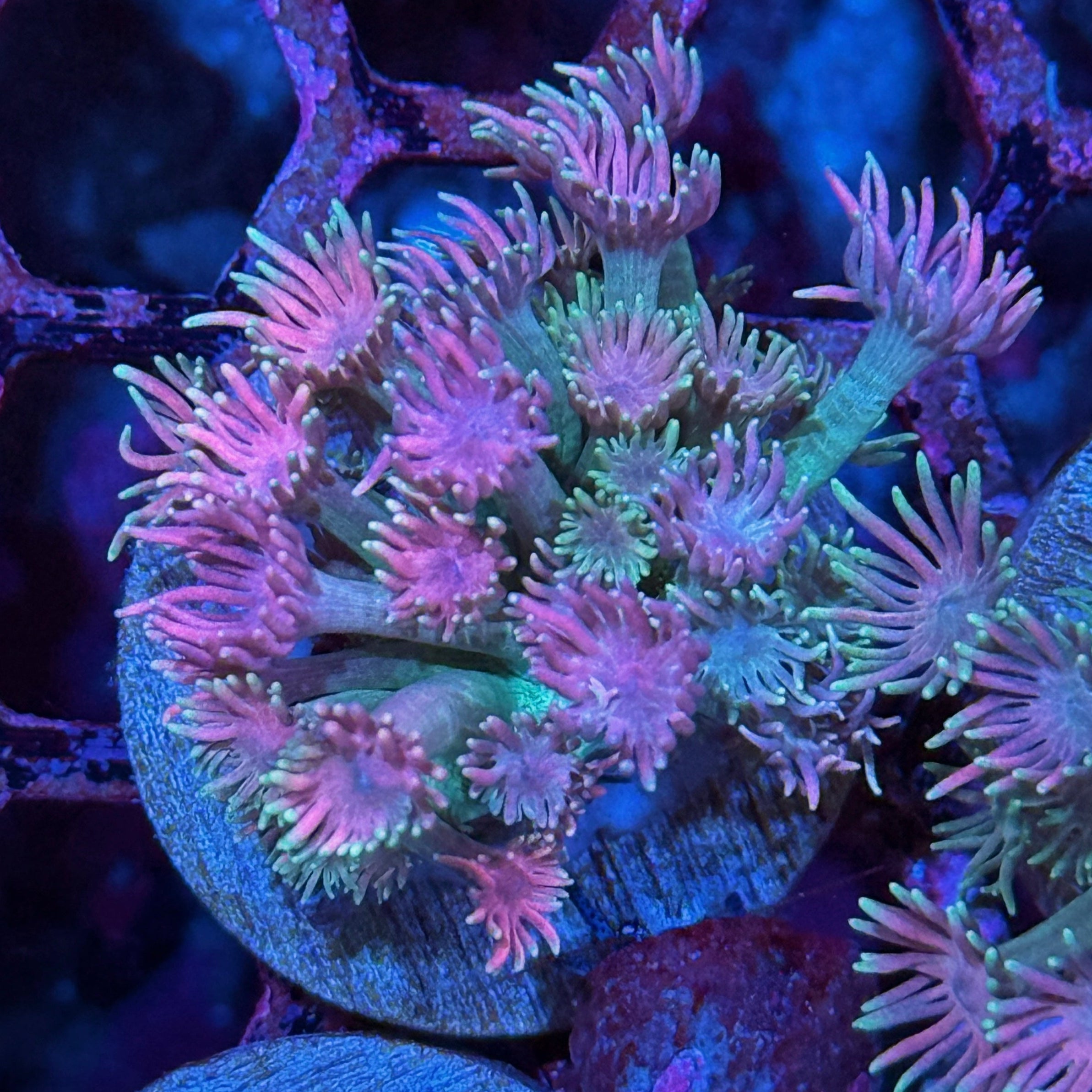 JEA Lex Luther Goniopora Coral XL Frag 10/12