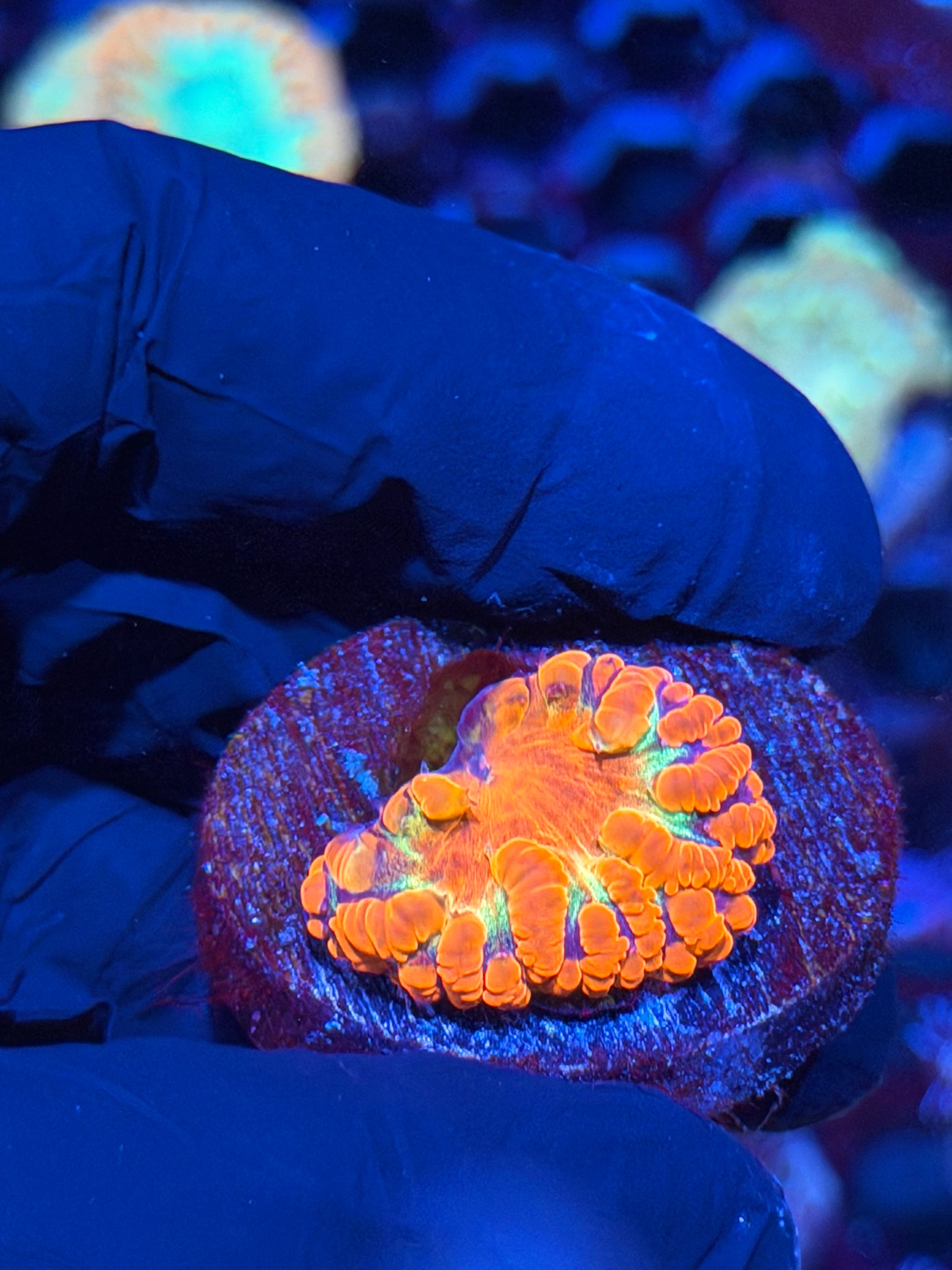 JEA Rainbow Explosion Blastomussa Coral *Last Frag Available* 7/22
