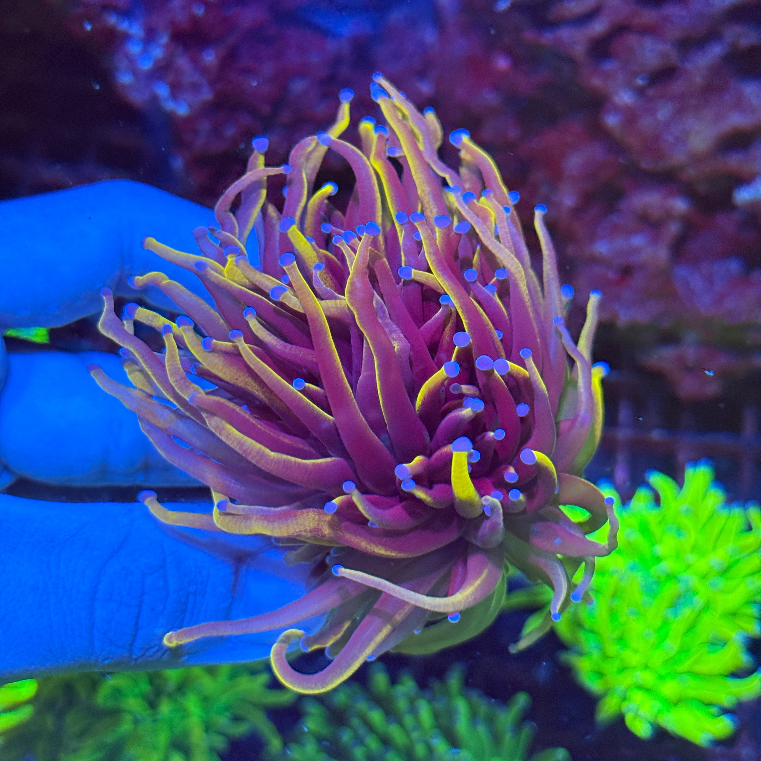 JEA Orange Peel Torch Coral 2 XL Heads